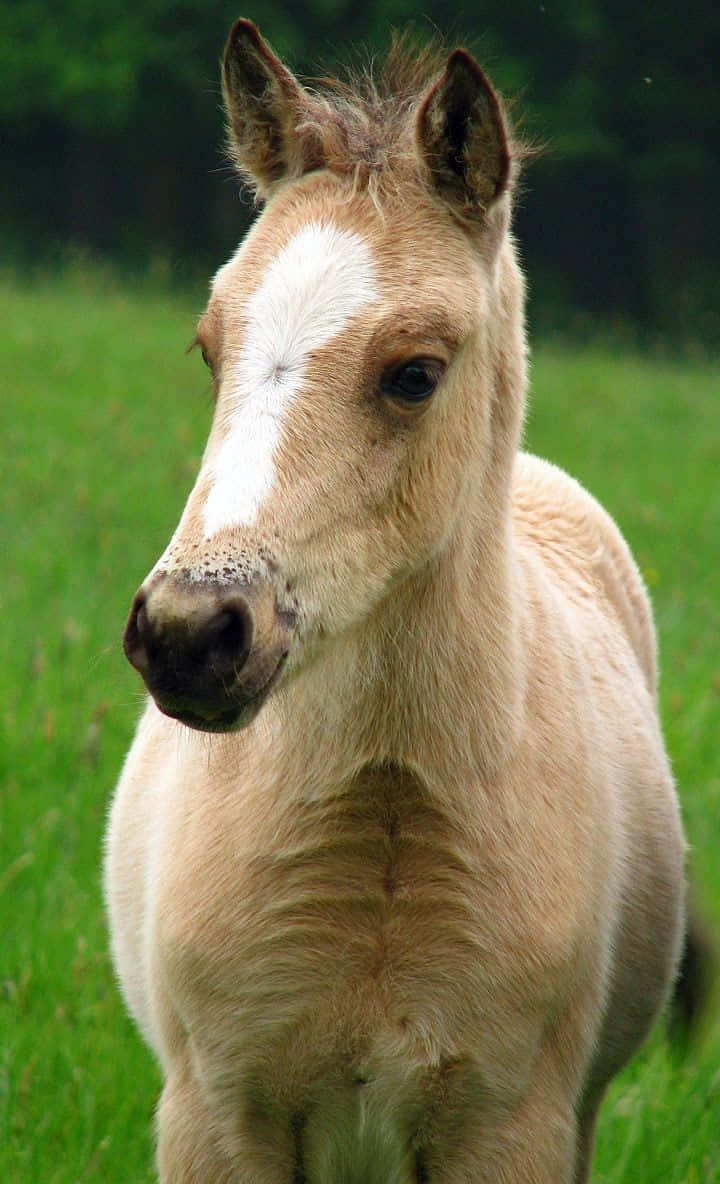冒険に連れて行ってくれるかわいい馬 壁紙