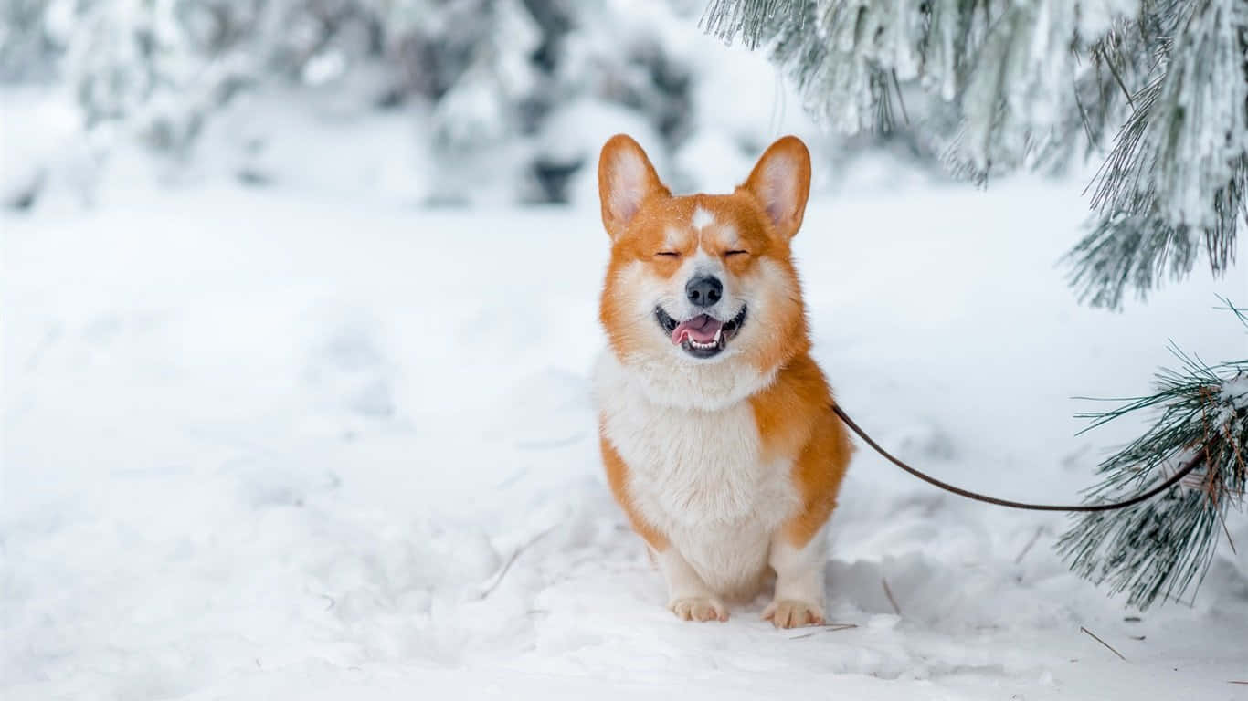 冬のコーギー犬 壁紙