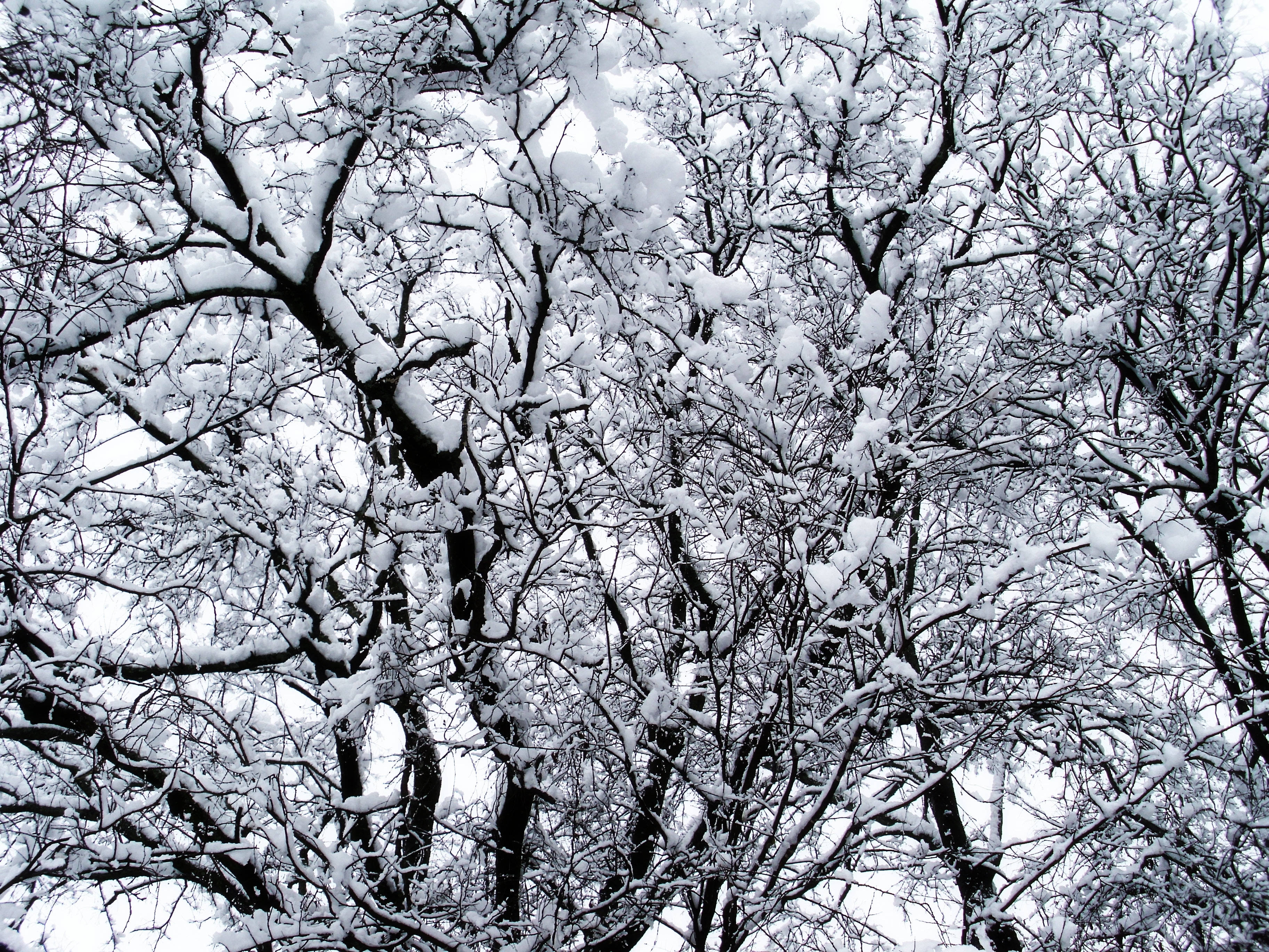 冬の雪に覆われた木々 壁紙