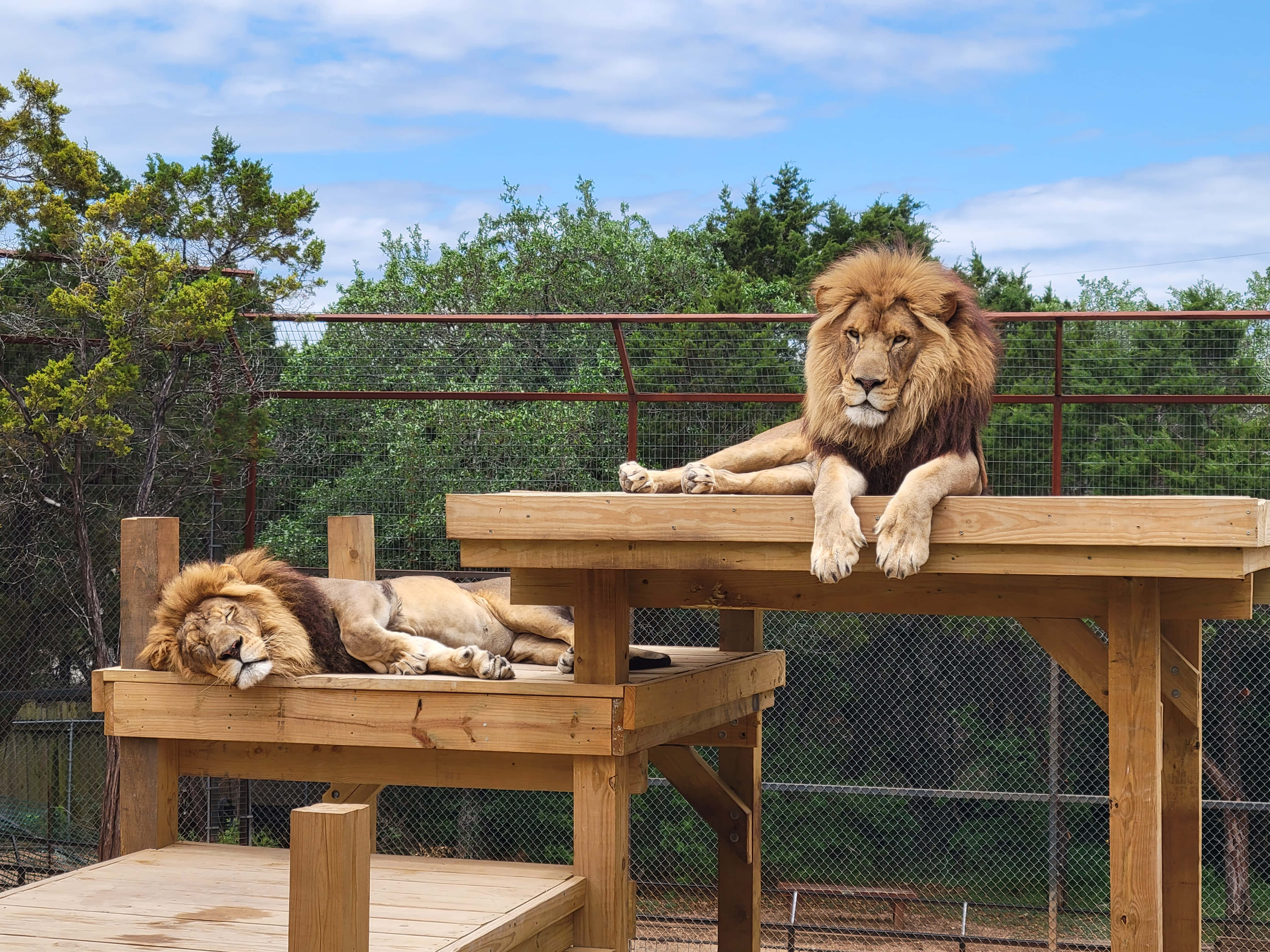 動物園の二頭のライオン王の写真 壁紙