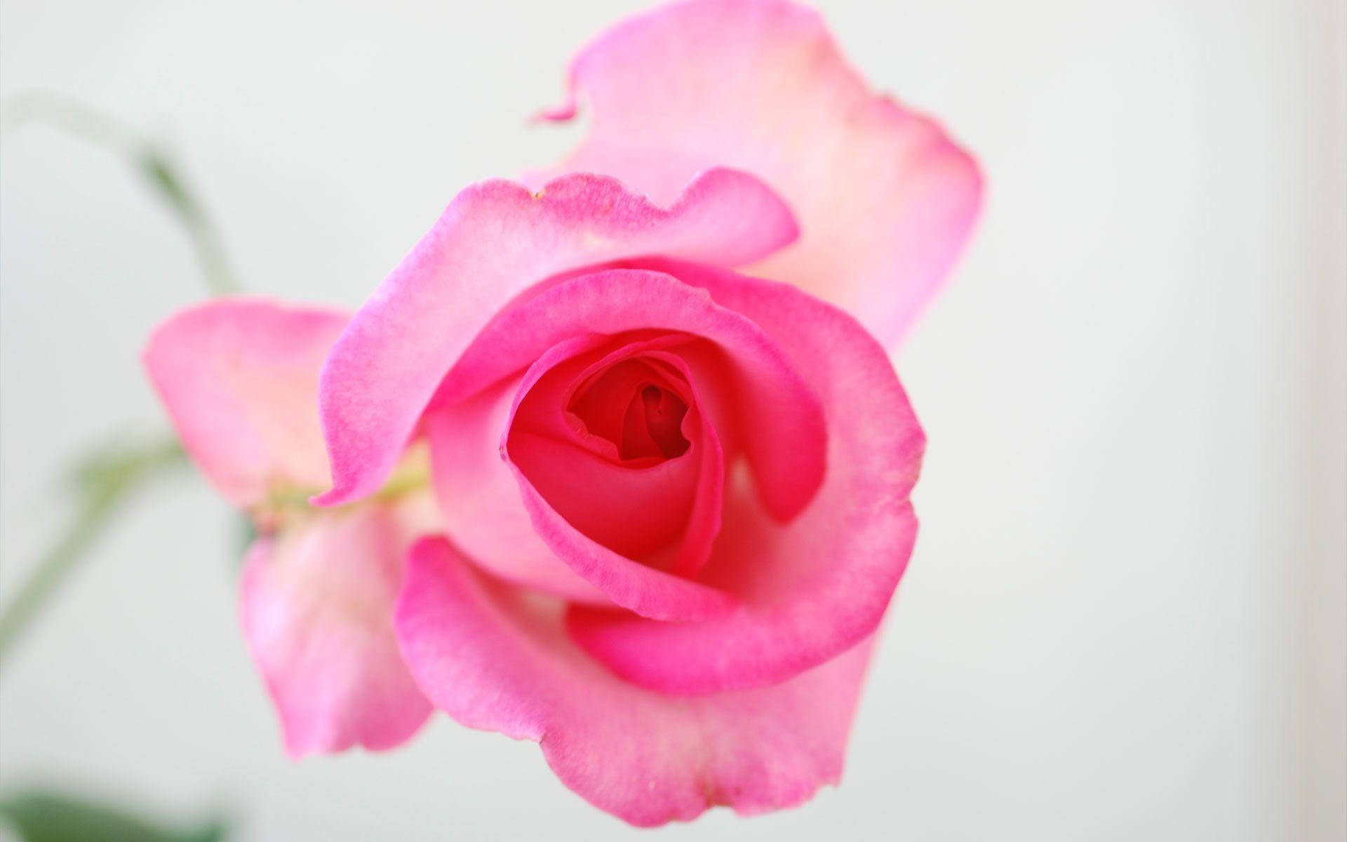 半透明のピンクのバラの花 壁紙
