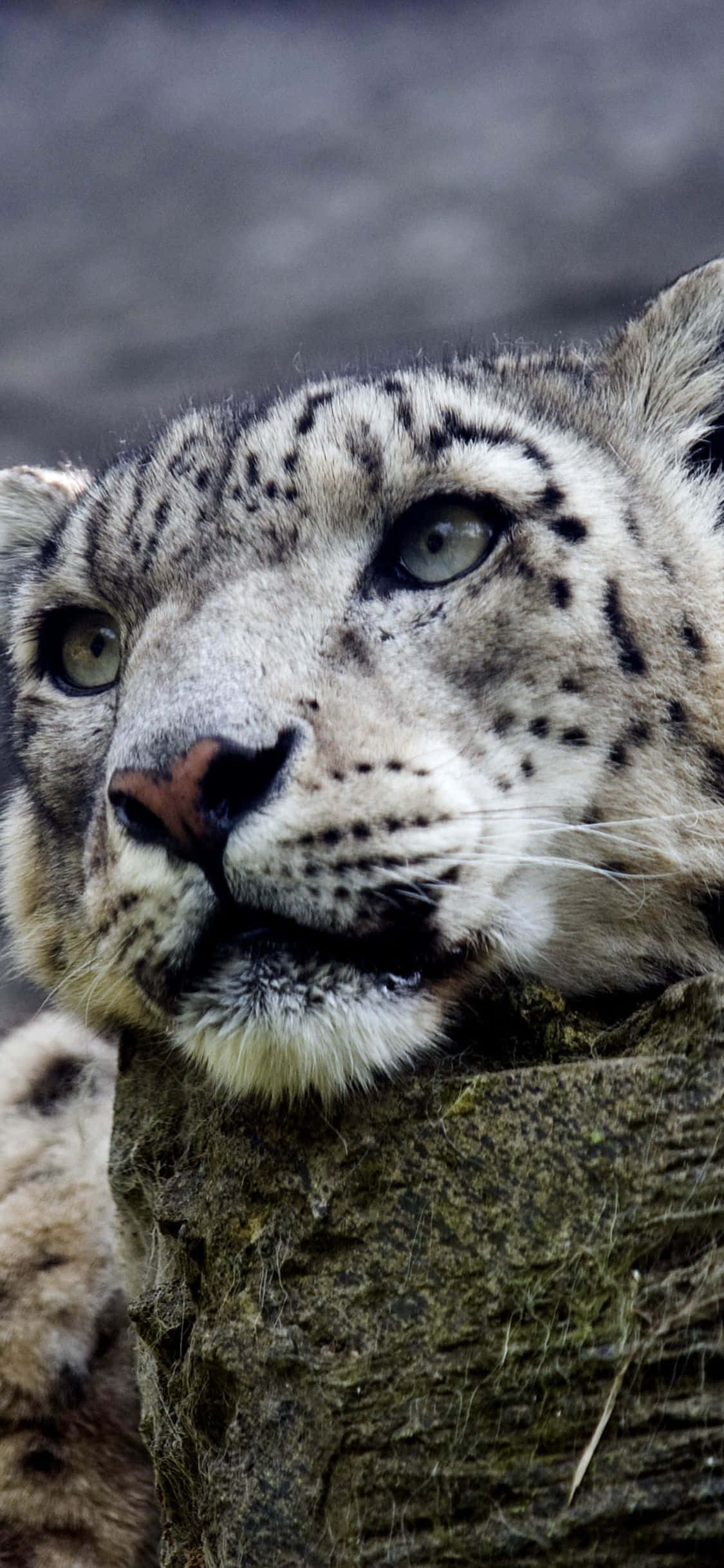 寒い冬の日を背景にした雄大なユキヒョウ 壁紙