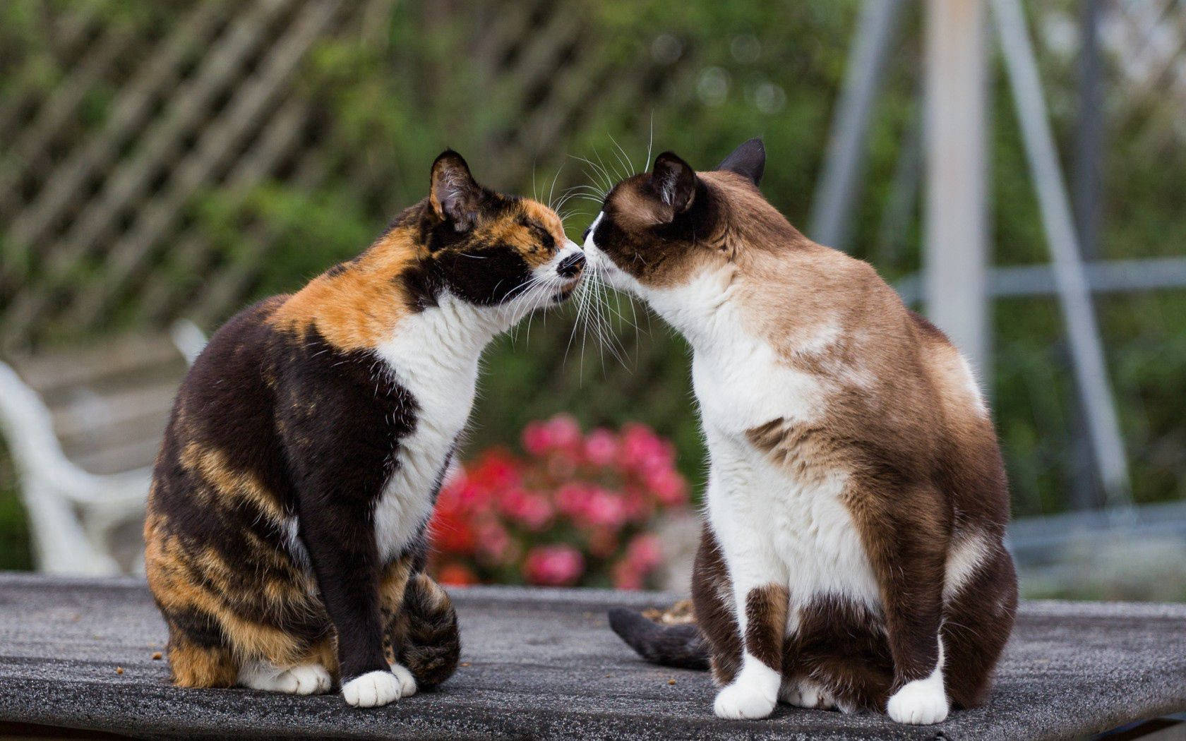 庭の居心地の良い場所でキスをする二匹の猫。恋する可愛いふわふわの動物たち。