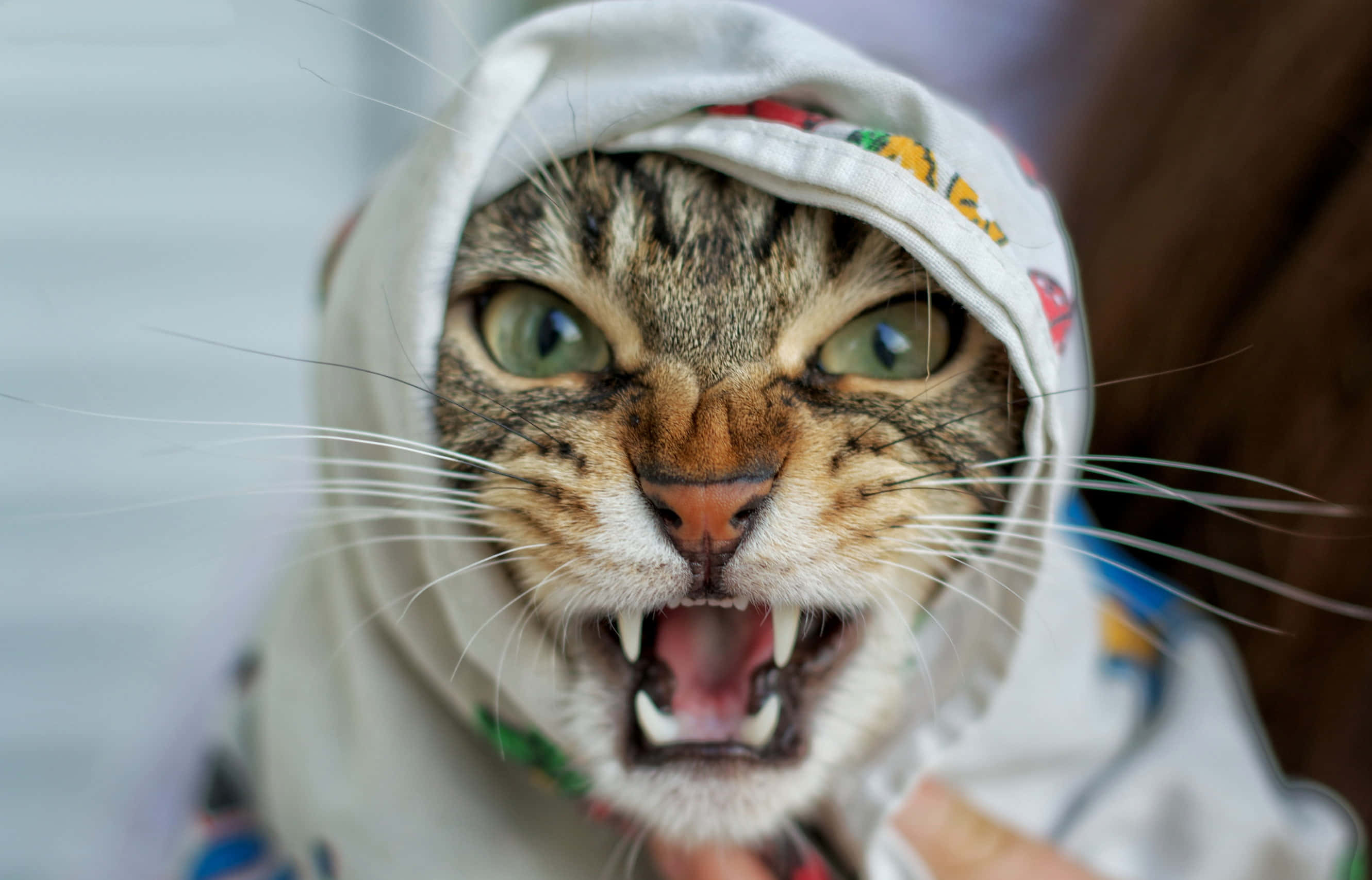 口を開けた猫を人が抱っこしている 壁紙