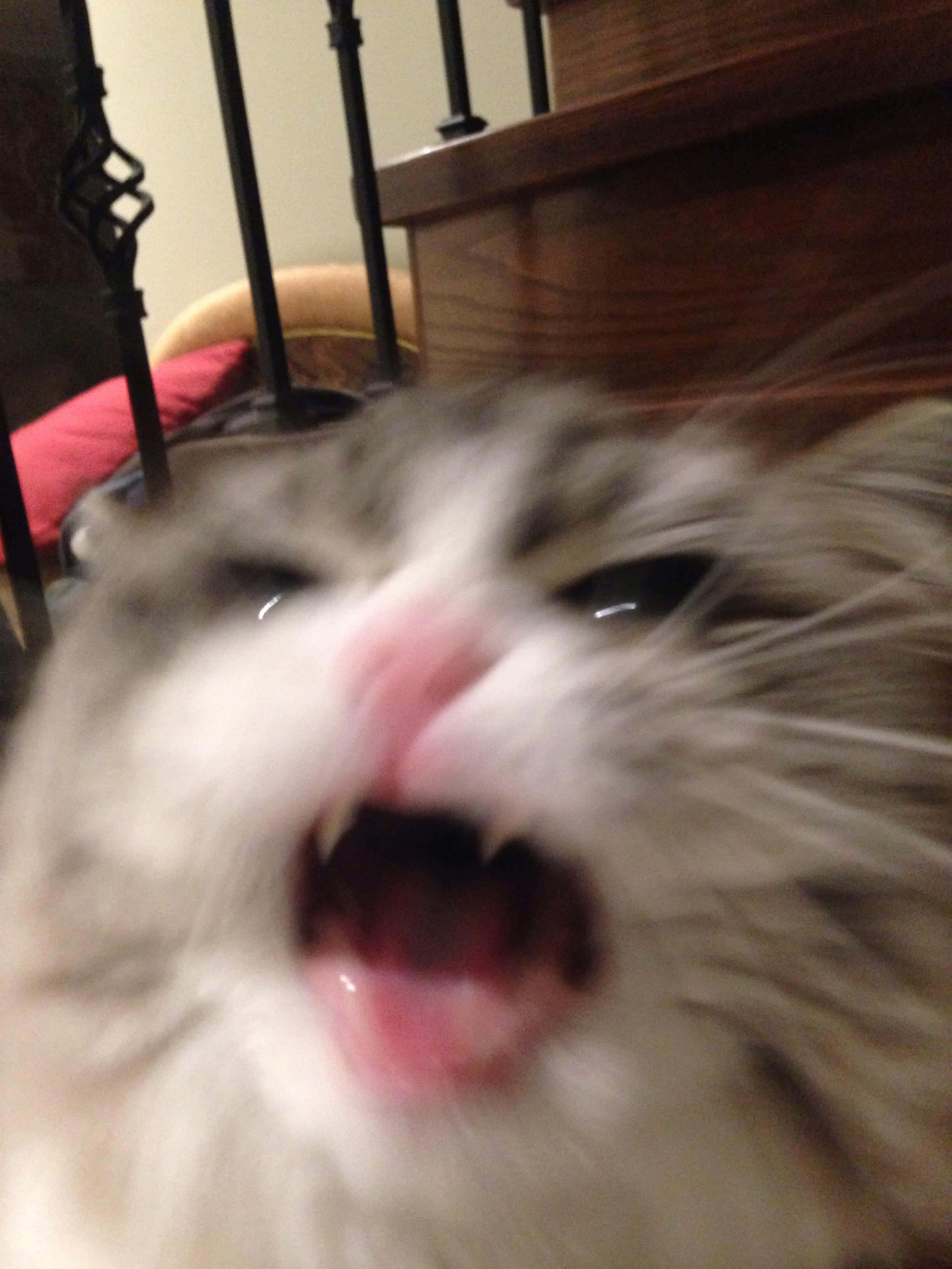 叫ぶかわいい猫のPFP 壁紙