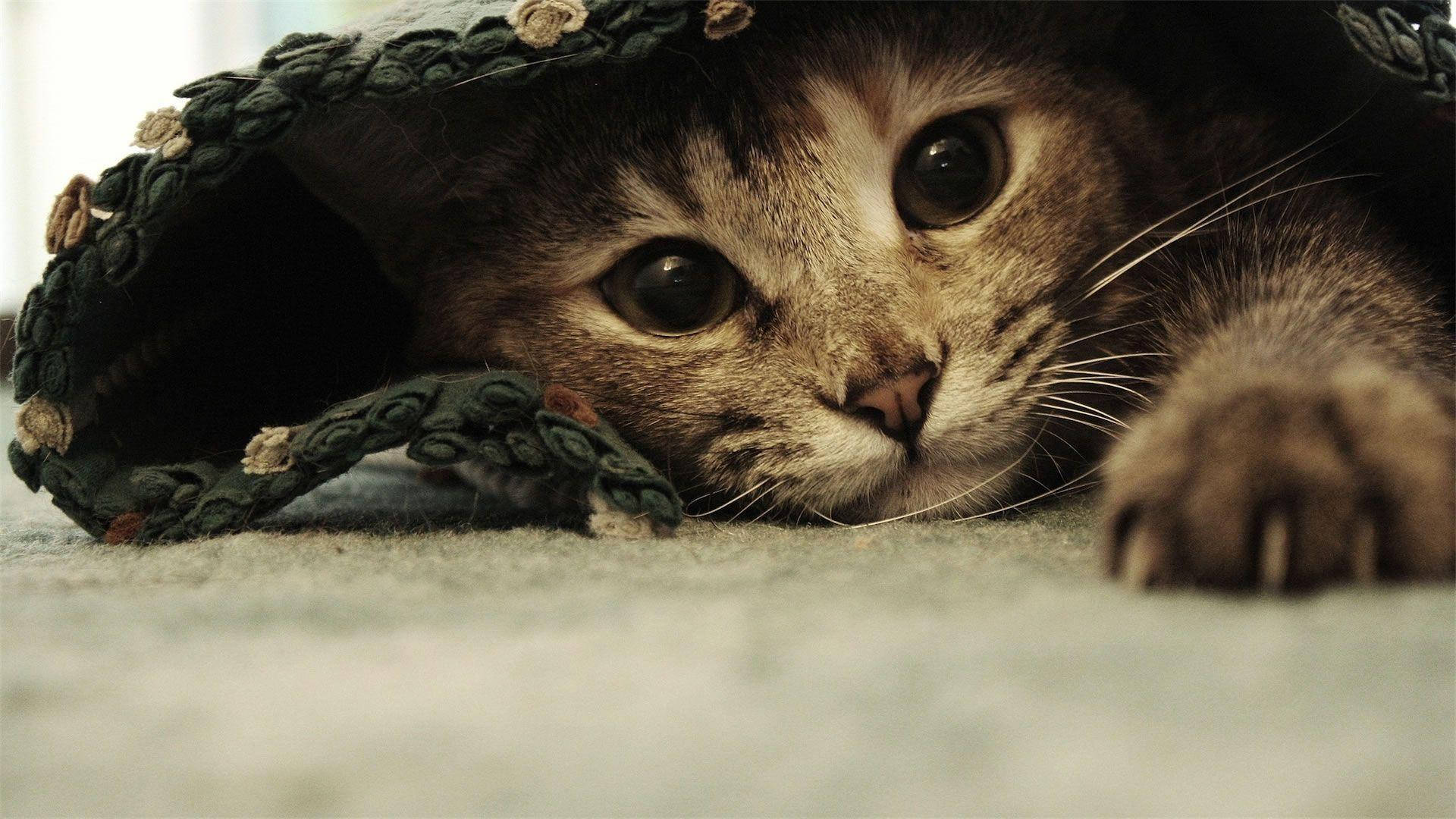 可愛いおかしな猫がシーツの下に 壁紙
