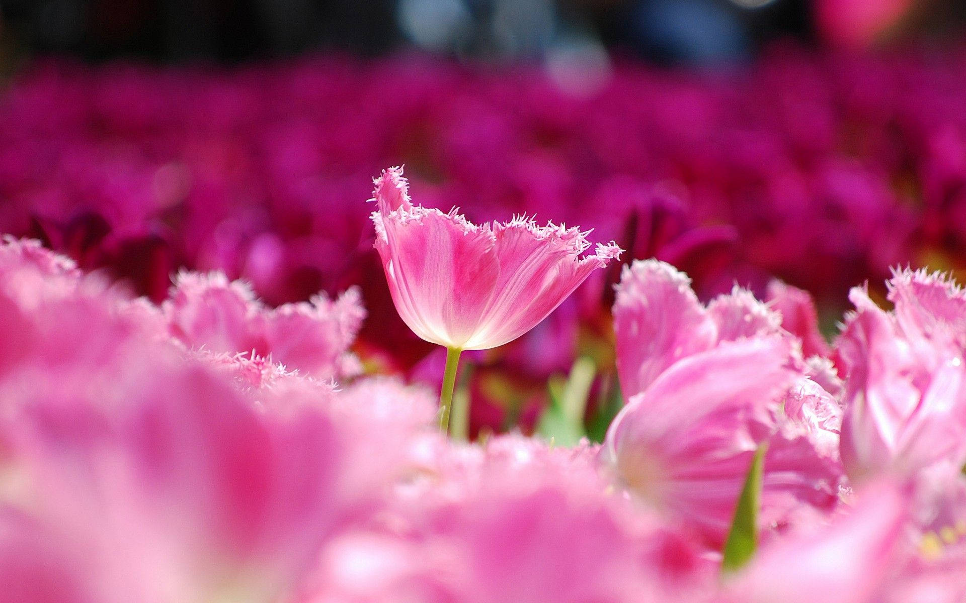 可愛いピンクのチューリップ花畑 壁紙