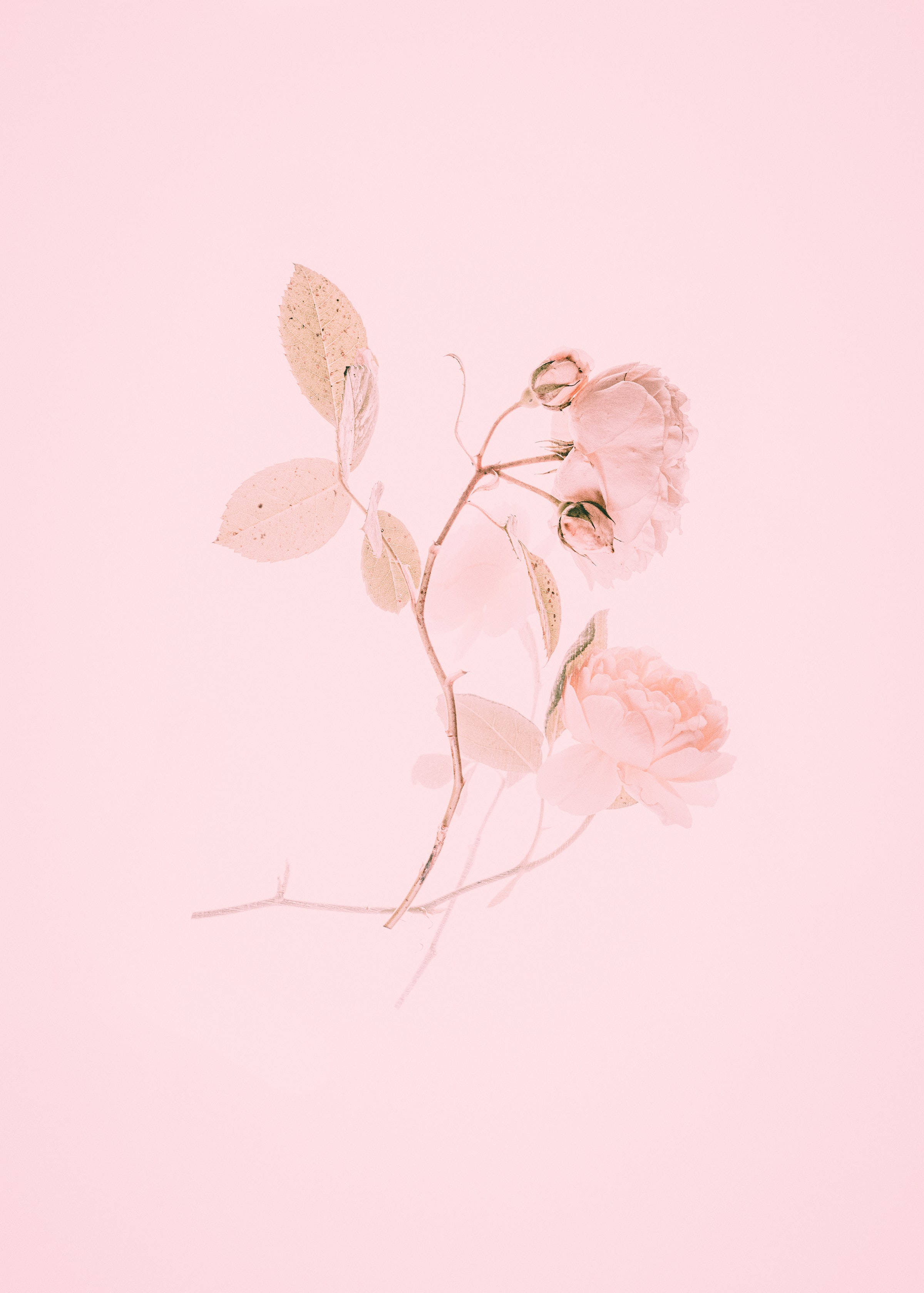 可愛いピンクの薔薇の絵画 壁紙
