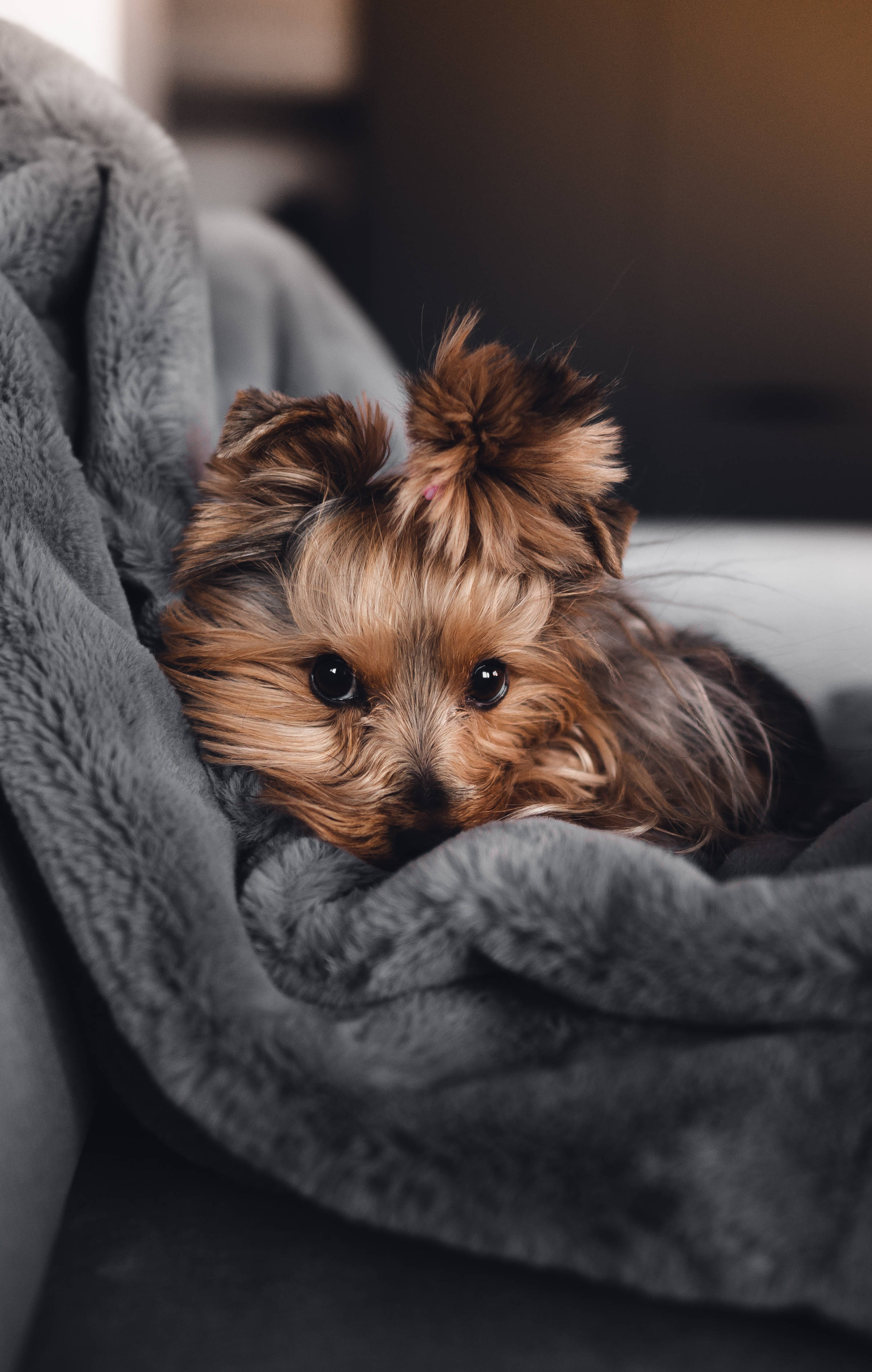 可愛い女の子向け犬のスマホ壁紙 壁紙