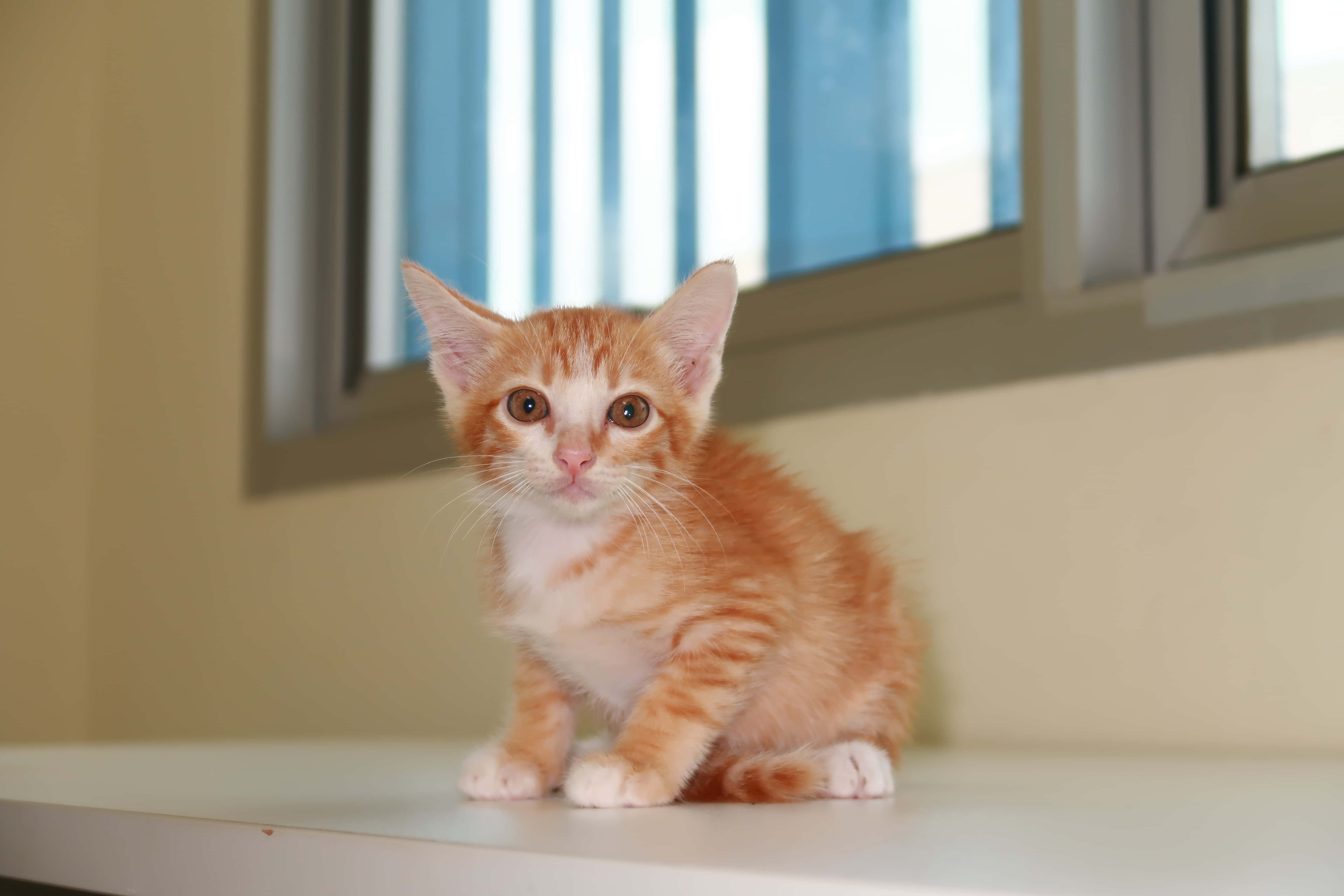 可愛い子猫 壁紙