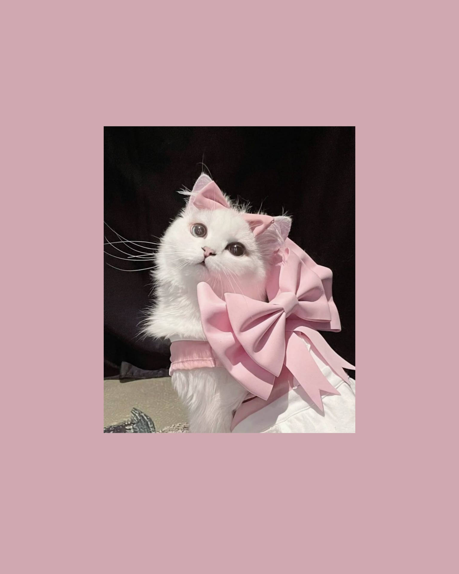 可愛い猫のピンクリボン付き美しい壁紙 — かわいい アート GIF 壁紙