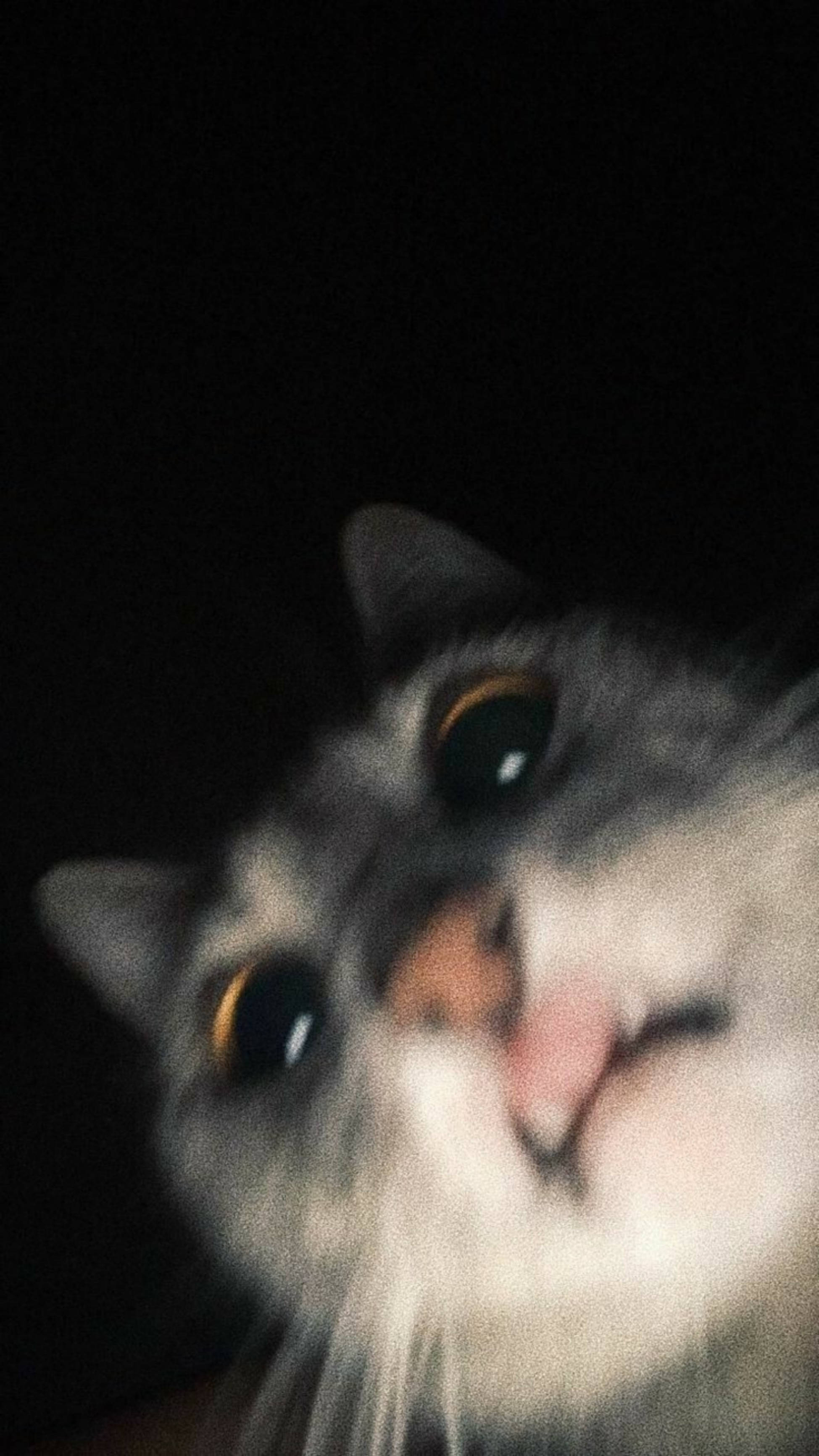 可愛い猫の驚いた表情の美的壁紙 壁紙