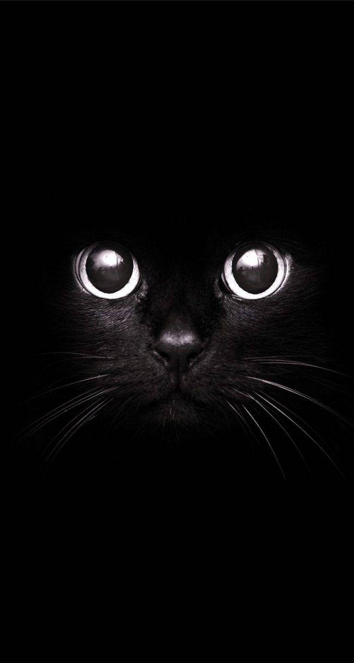可愛い白黒おしゃれな黒猫 壁紙