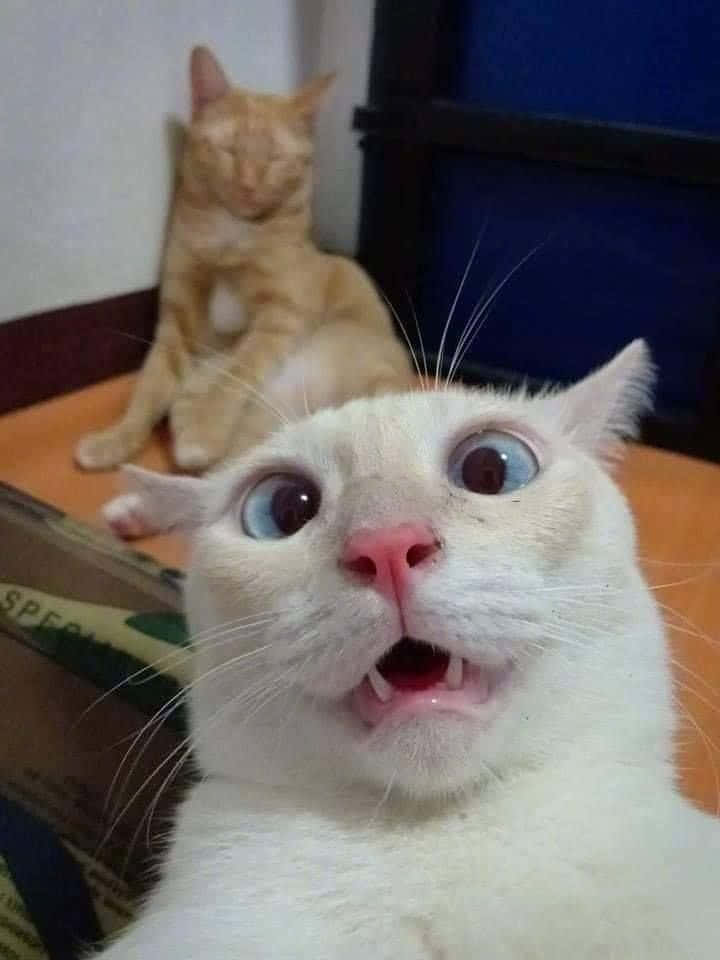 可愛い面白い猫の驚いた顔の自撮り写真 壁紙