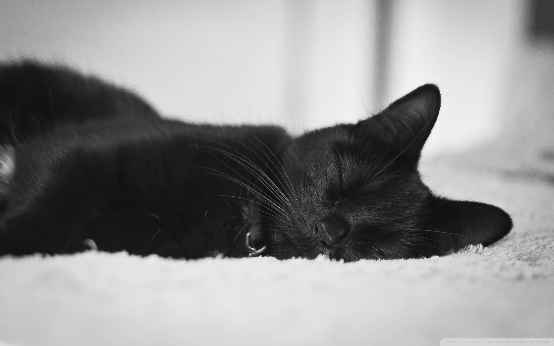 可愛い黒い寝ている猫 壁紙