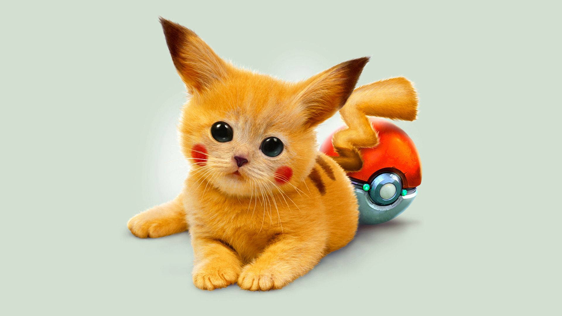 可愛くて抱きしめたくなるピカチュウ猫 壁紙