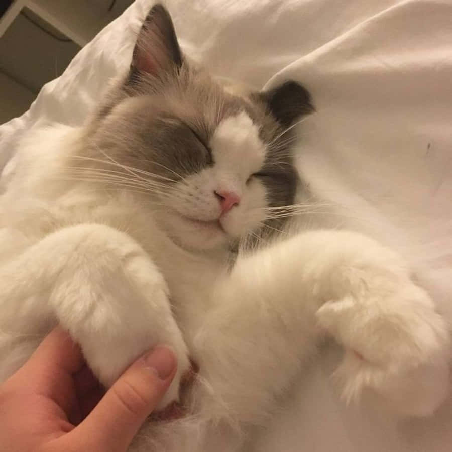 可愛くて美しい猫 壁紙