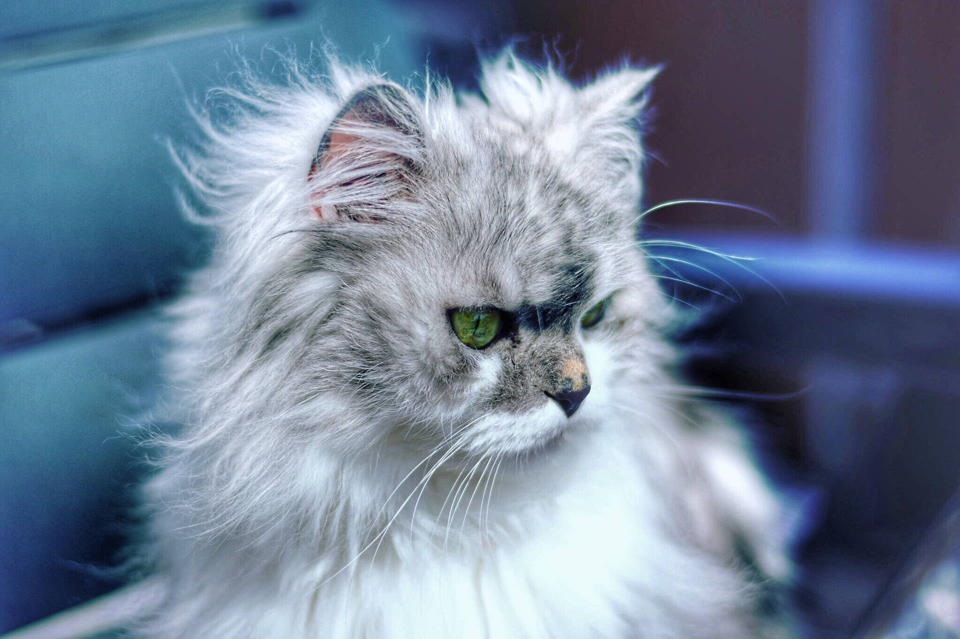 家の外の青いラウンジに座る、緑の目をしたふわふわのグレーの猫。毛皮の動物の友達。