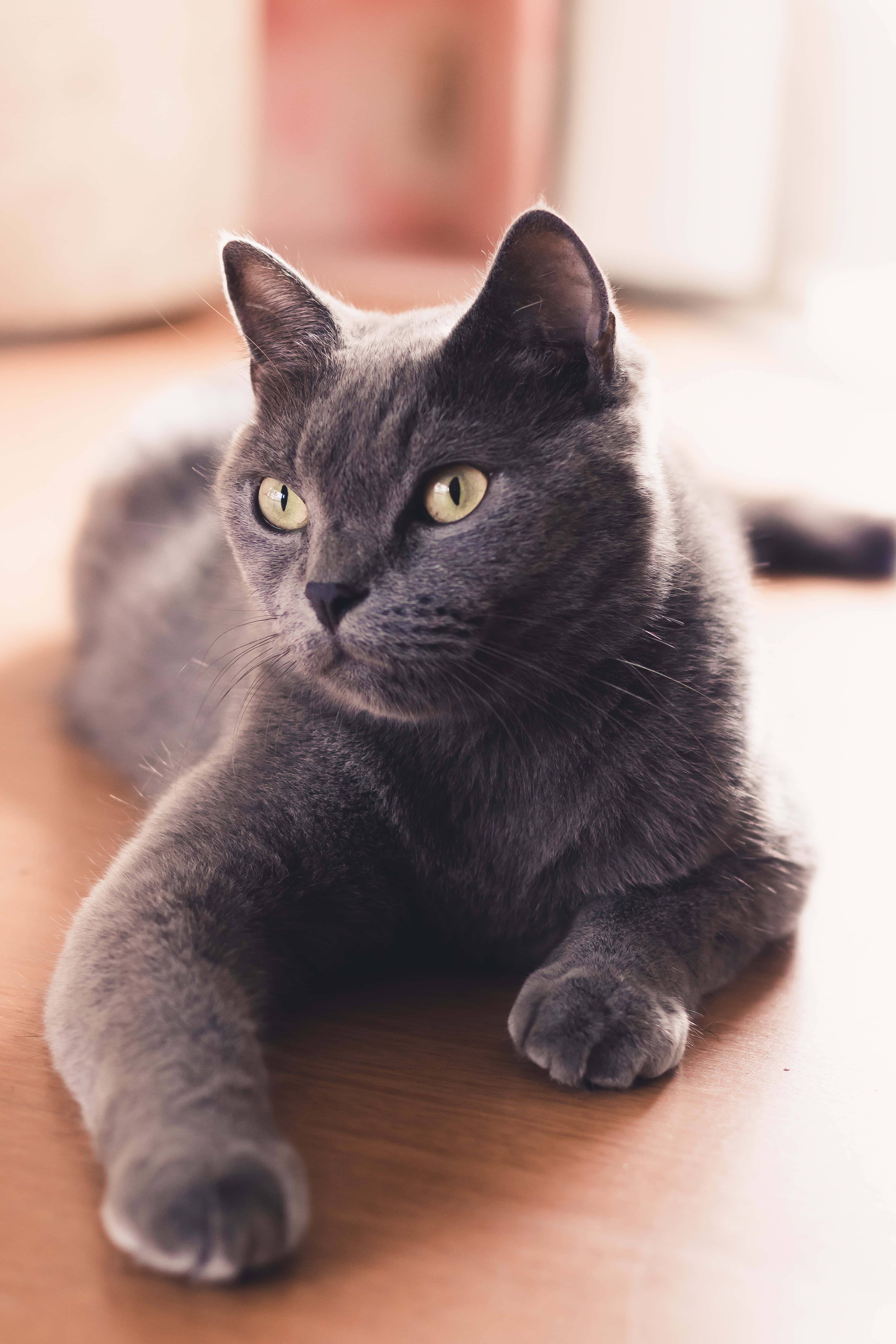 可愛さ爆発！愛らしい小さなロシアンブルーの猫 壁紙