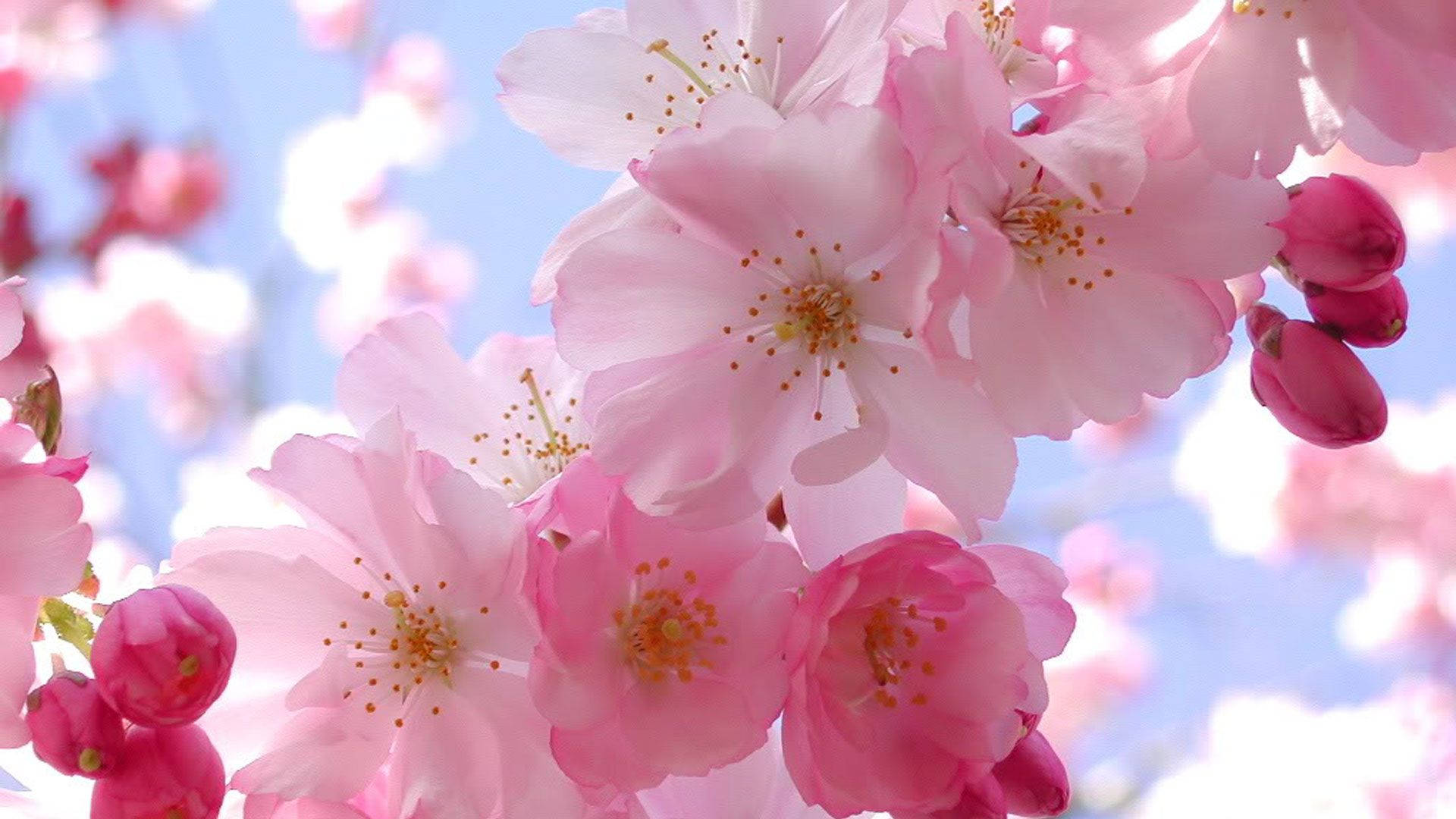 可憐な桜の壁紙