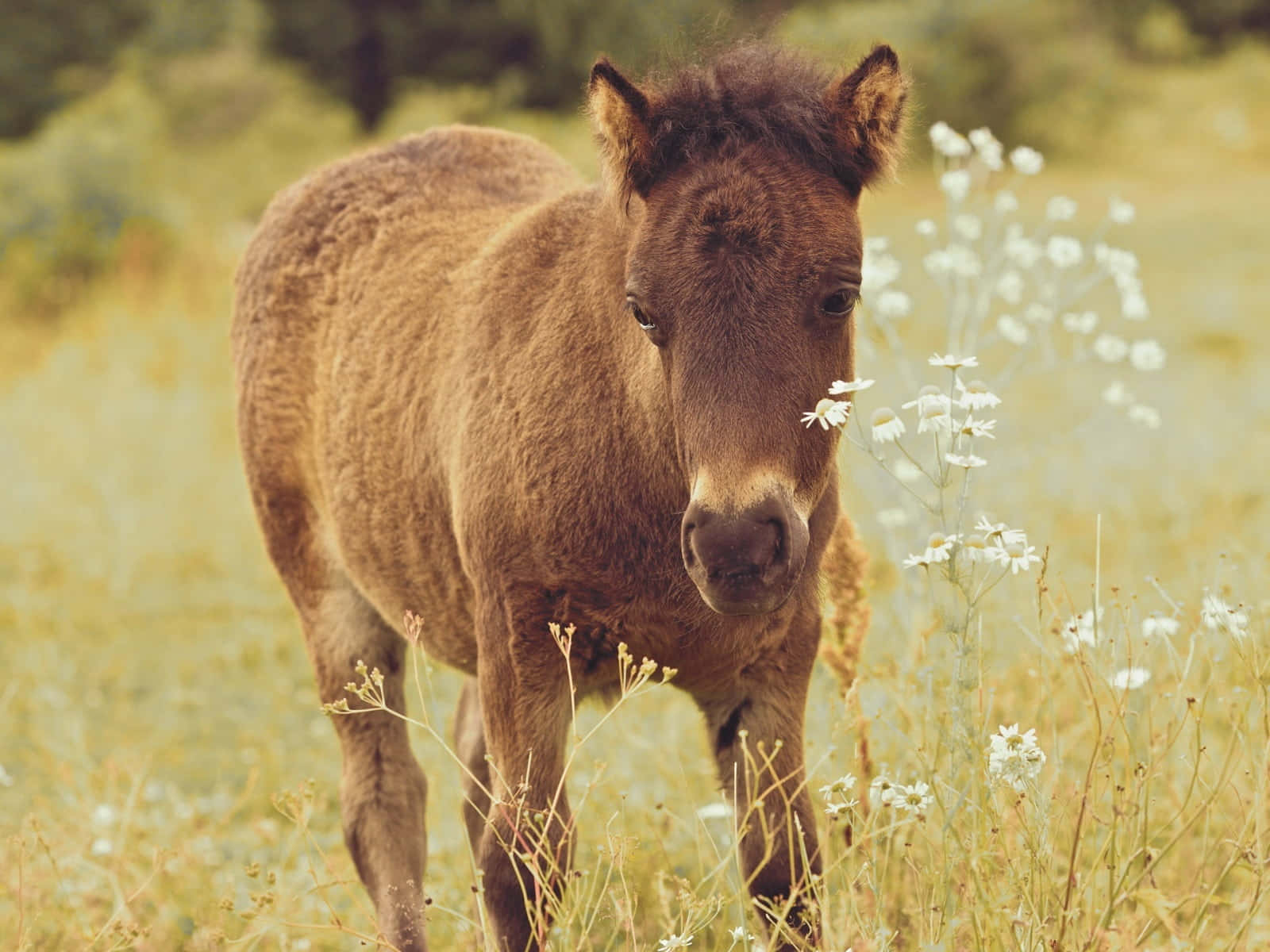 史上最高にかわいい馬！ 壁紙