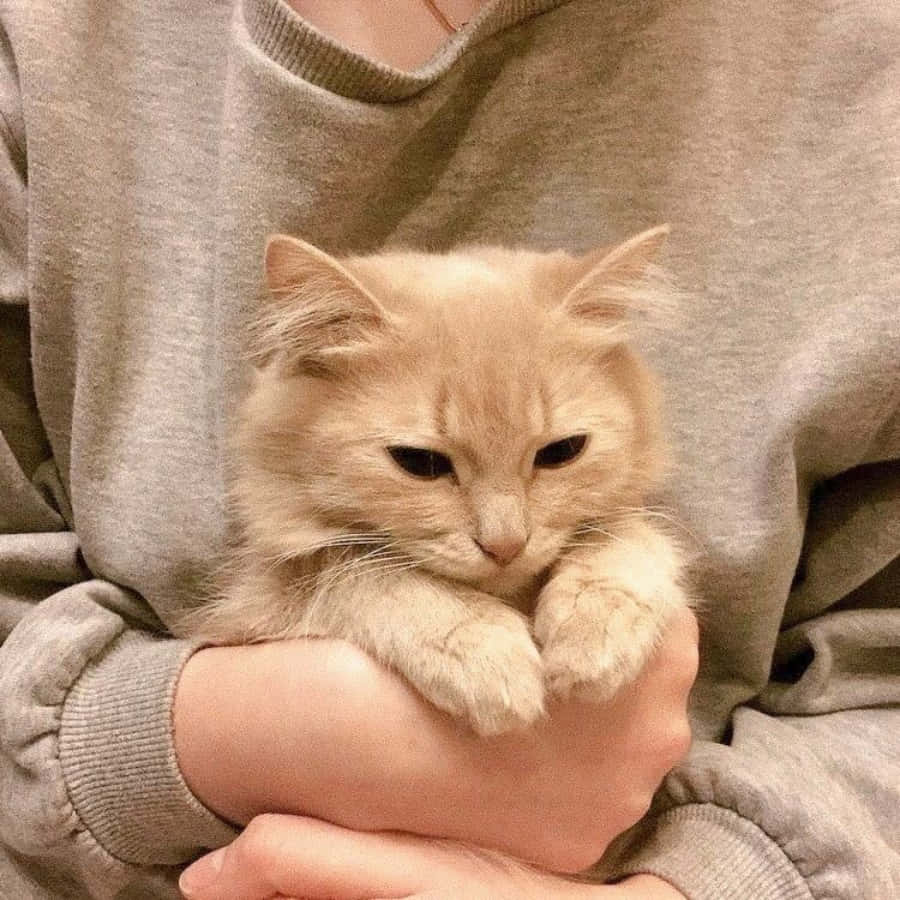 周囲を優雅に見つめる猫。 壁紙