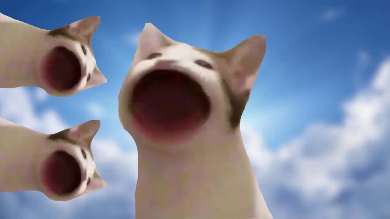 呪われたポップキャットミーム画像 壁紙
