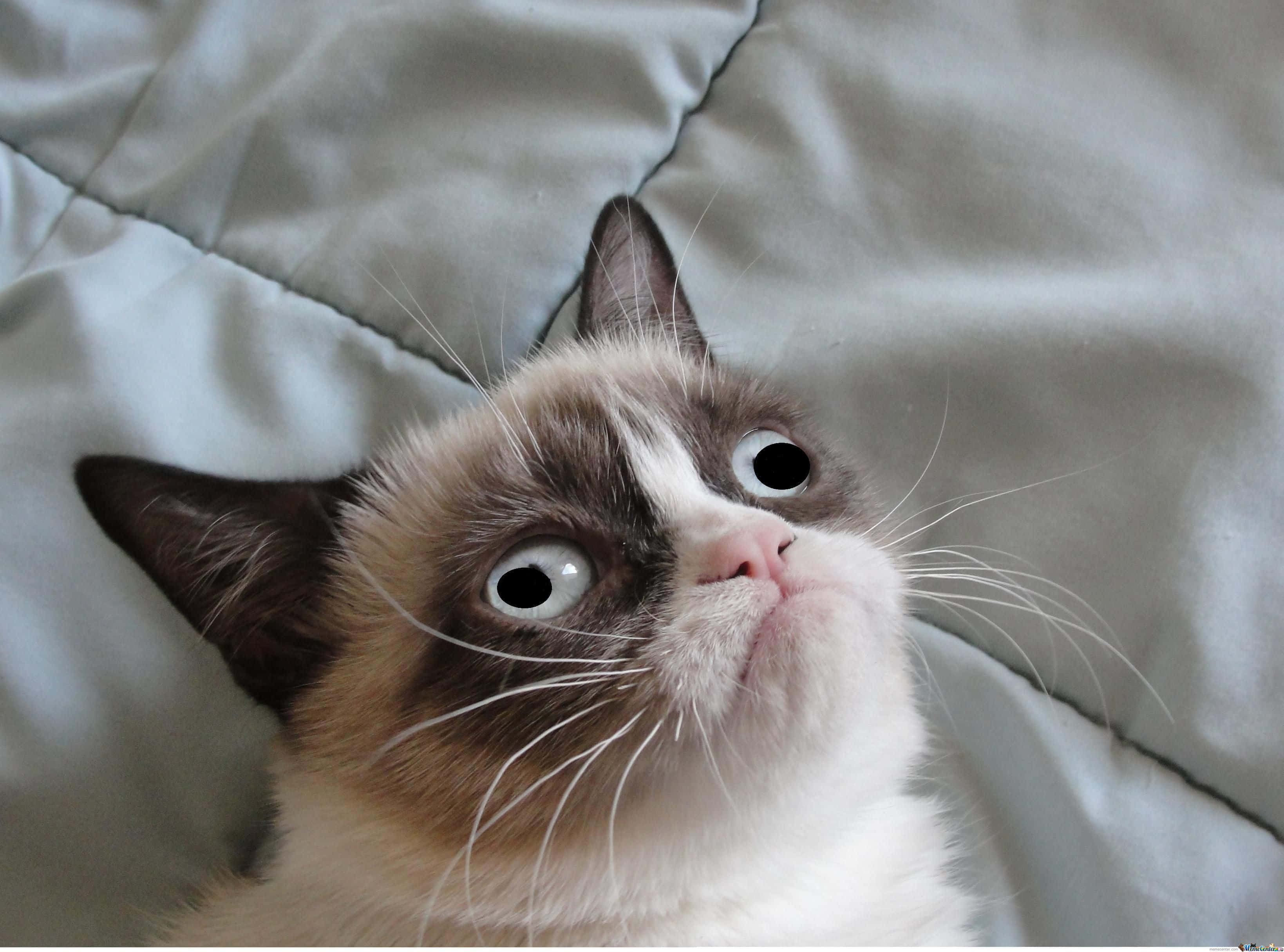 呪われた猫の写真 グランピー・キャット 壁紙