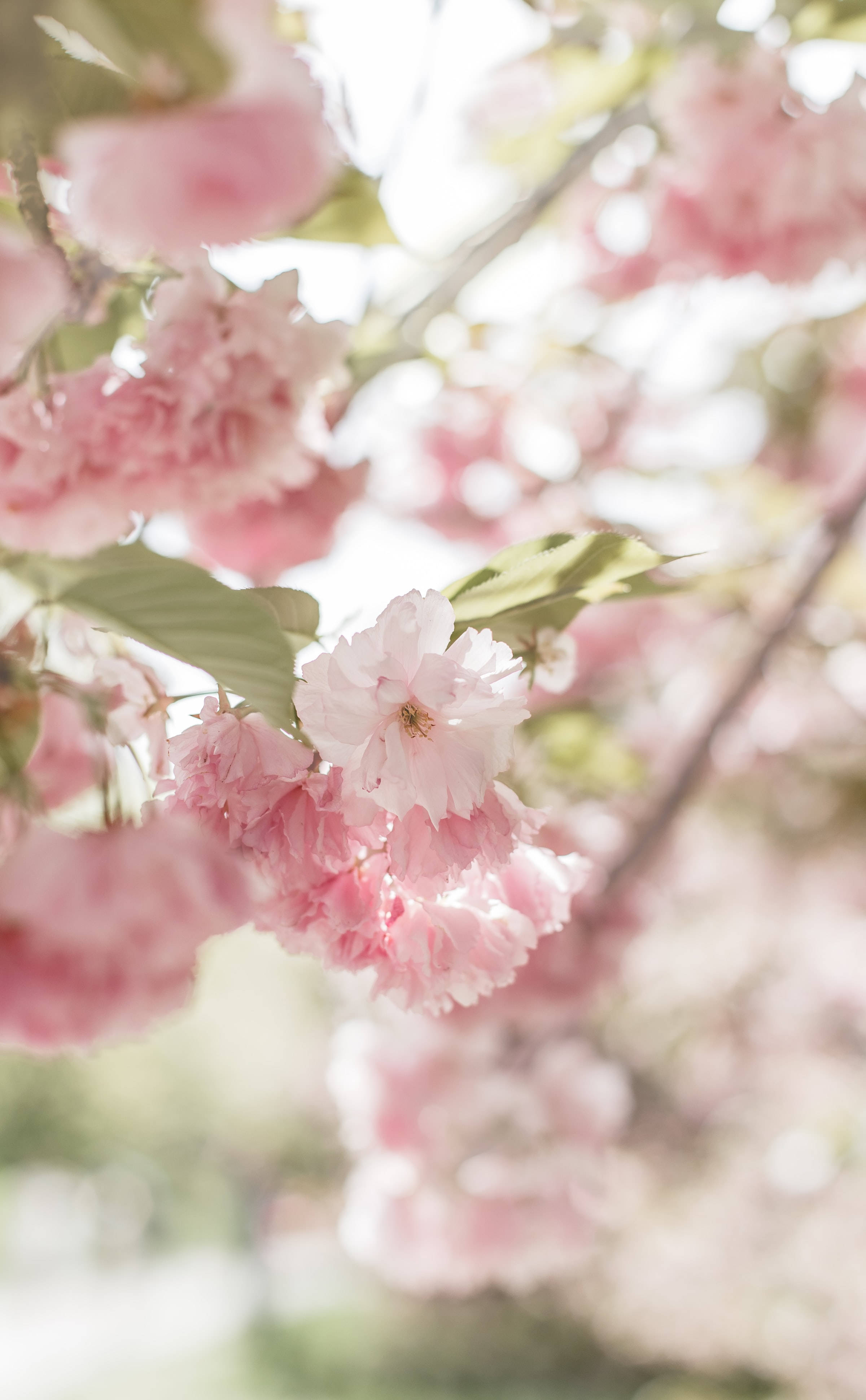 咲き誇るキュートなピンクの桜 壁紙