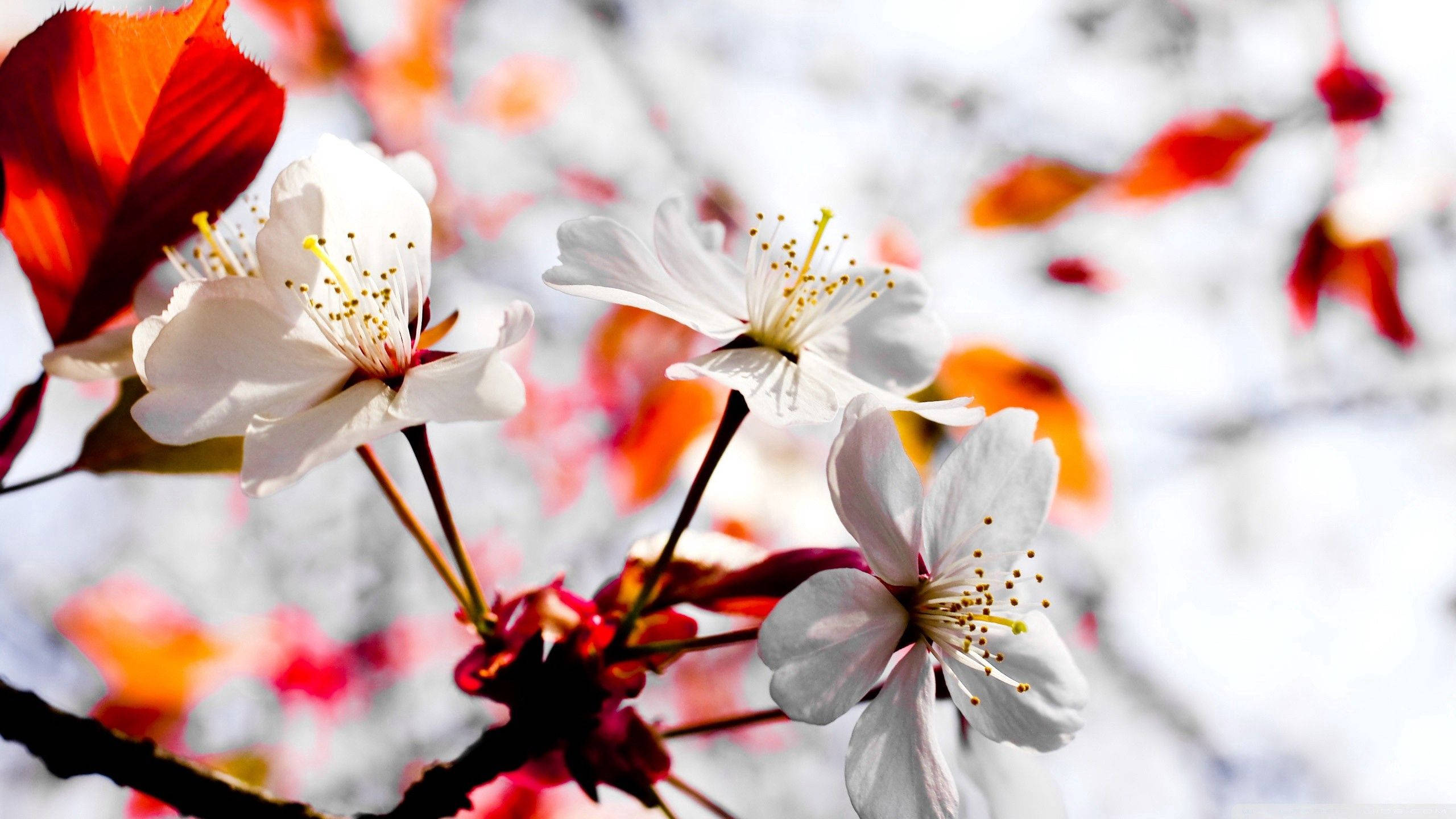 咲き誇る白い春の花 壁紙