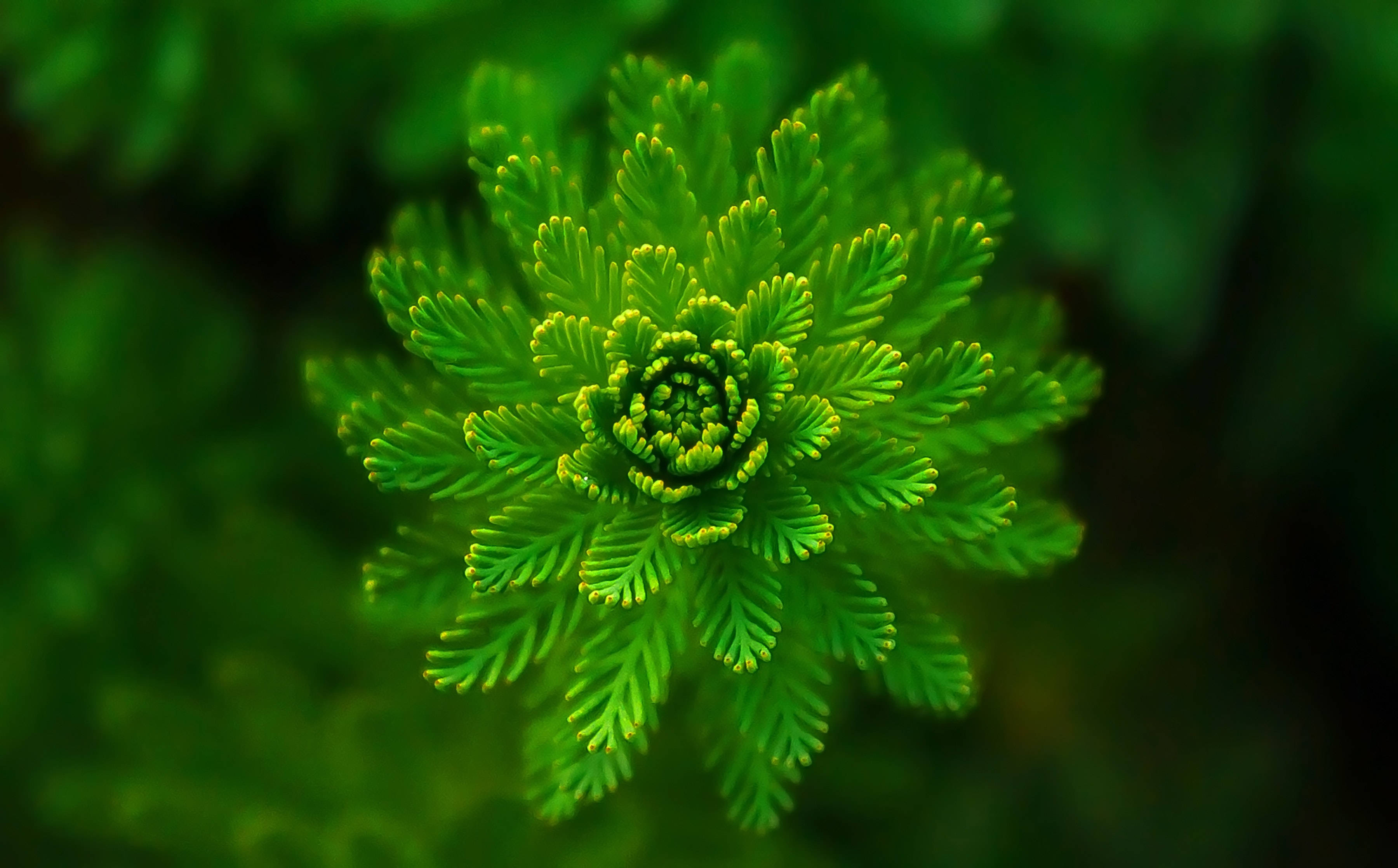咲き誇る緑の植物 壁紙