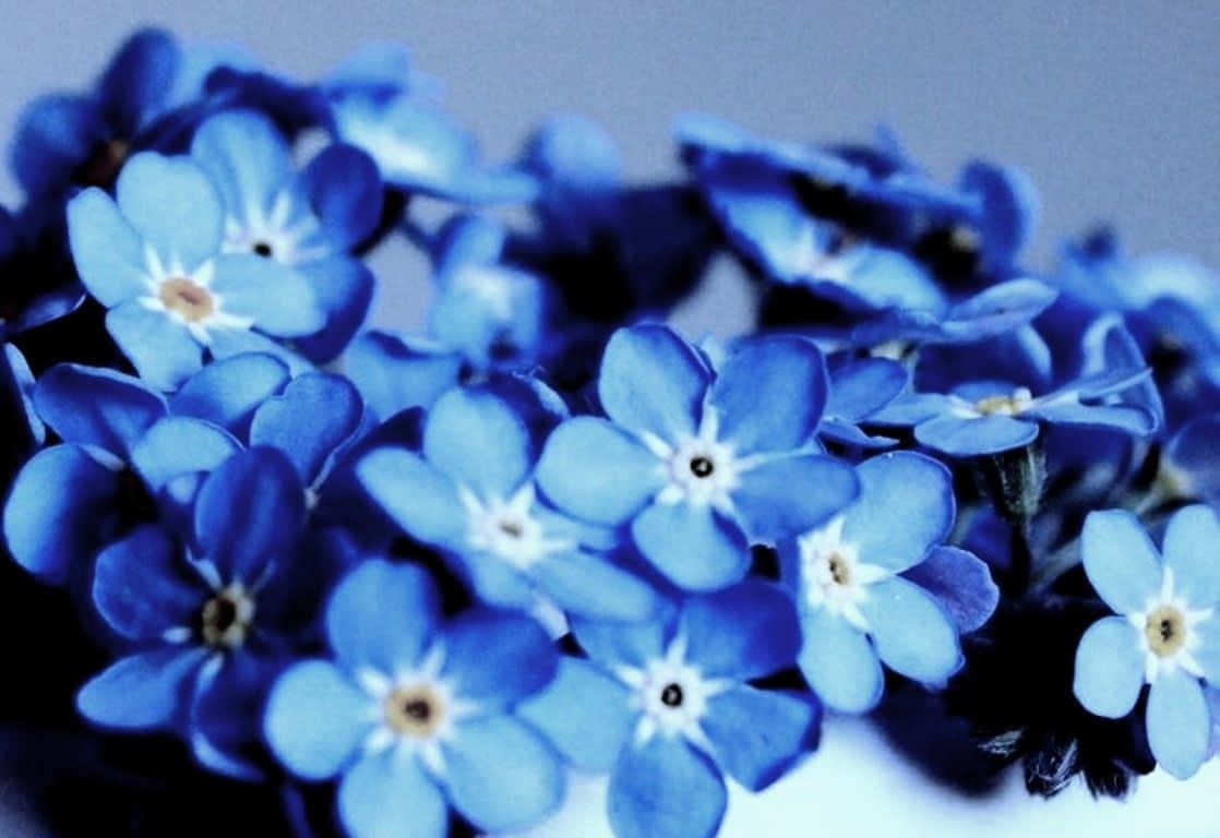 咲き誇る美しさ - 魅惑的な花の美学背景 壁紙