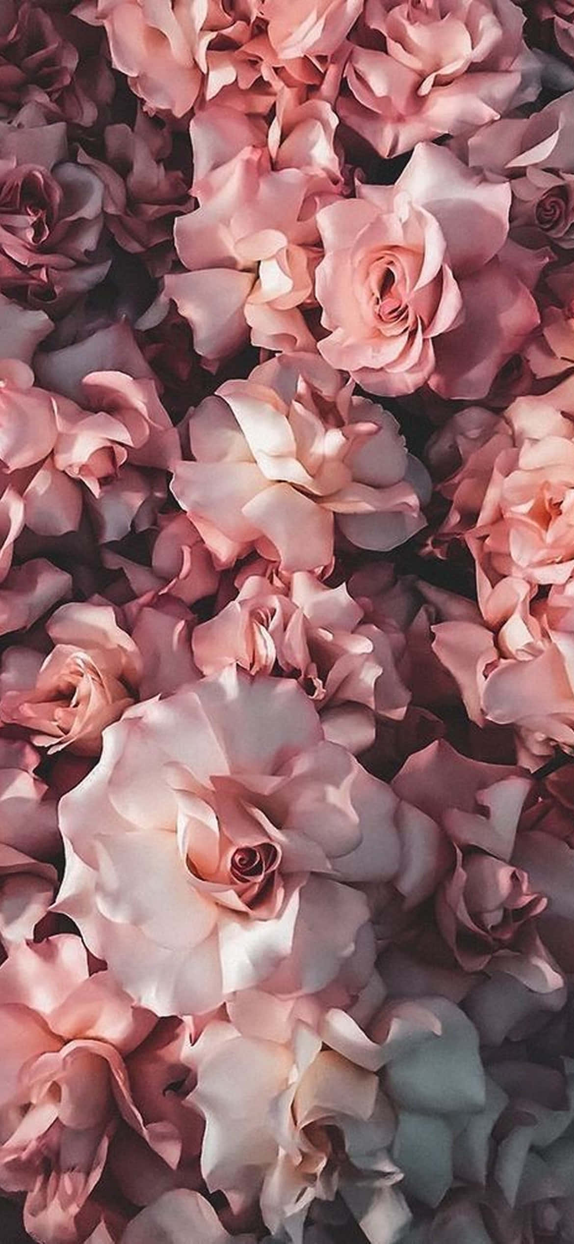 咲き誇る花々 - 鮮やかなiPhoneフラワーデザイン 壁紙