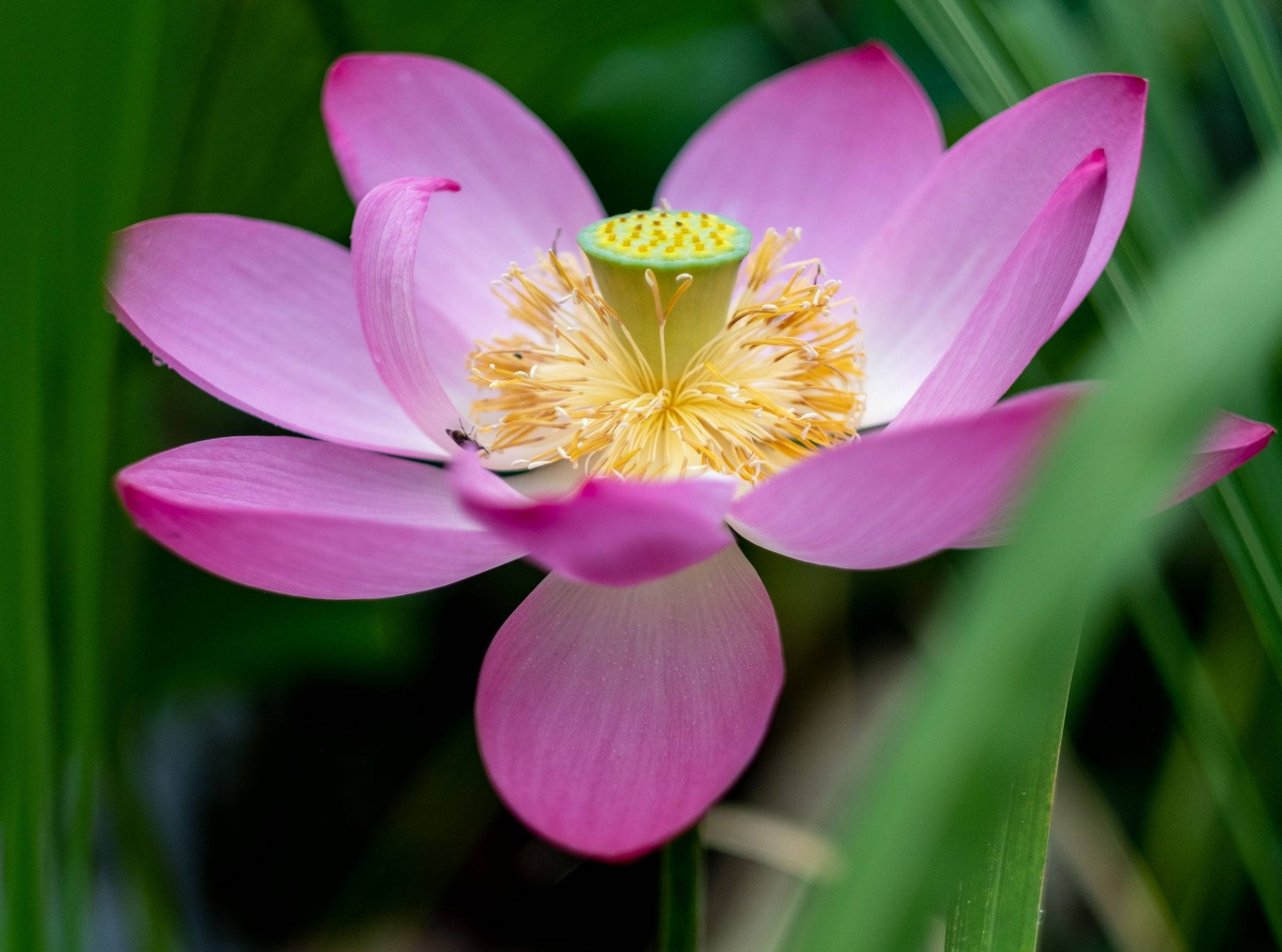咲き誇る蓮の花 壁紙