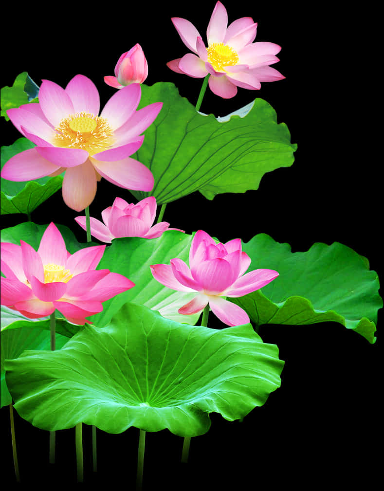 咲き誇る蓮の花と葉 壁紙