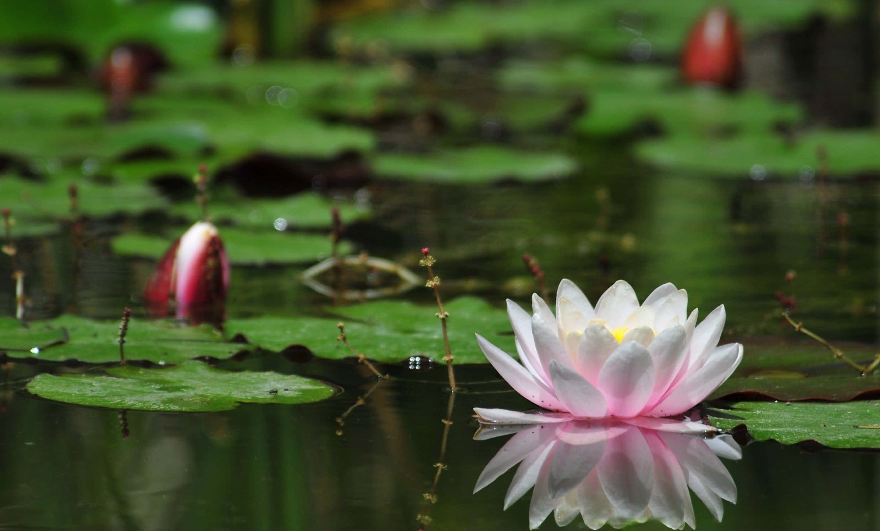 咲き誇る蓮の花の背景 壁紙