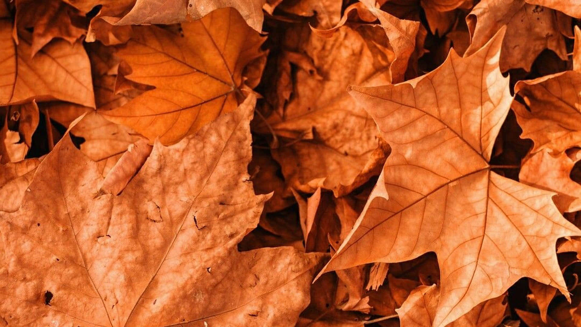地面に落ちた紅葉 壁紙