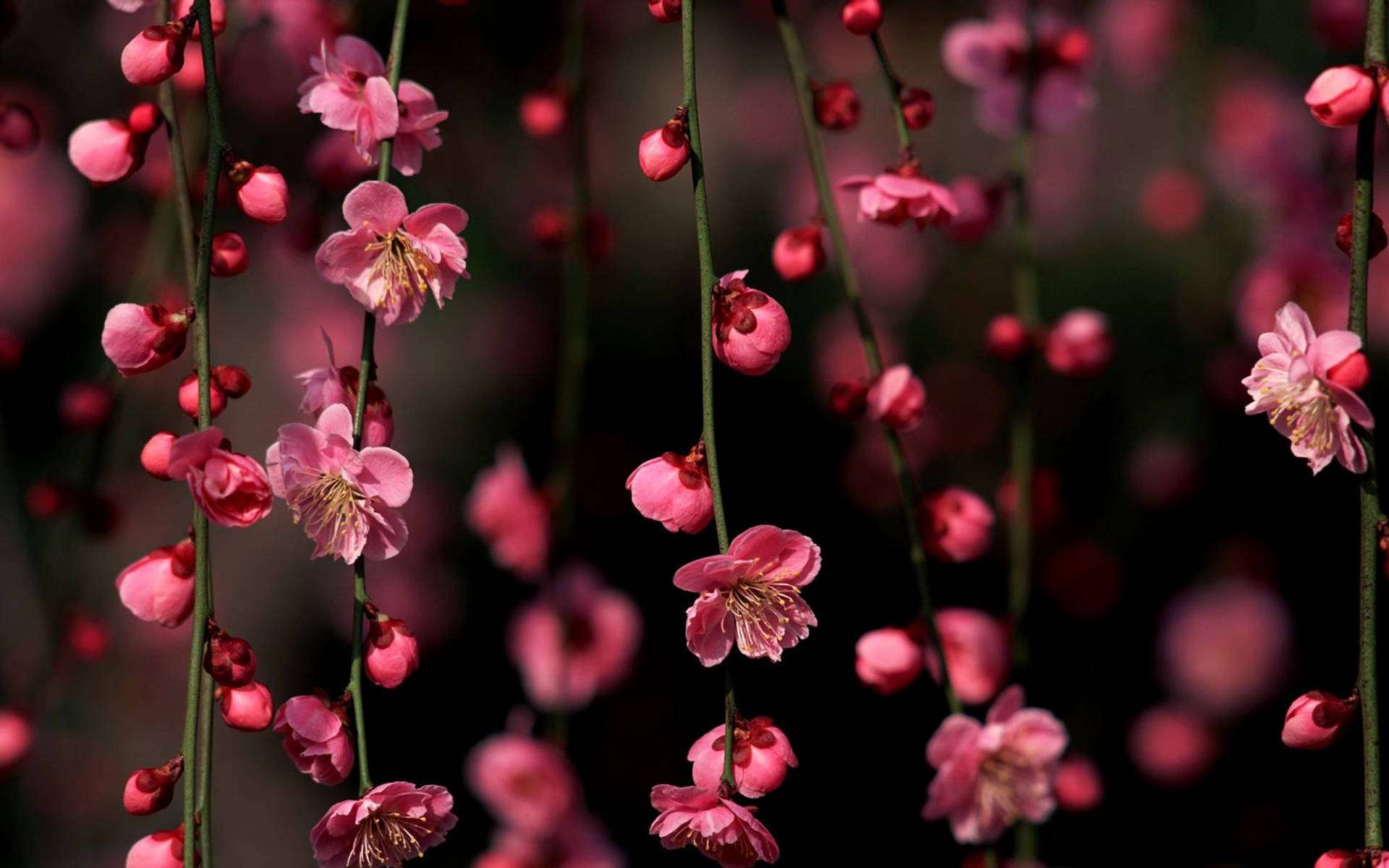 垂れ下がる桜壁紙