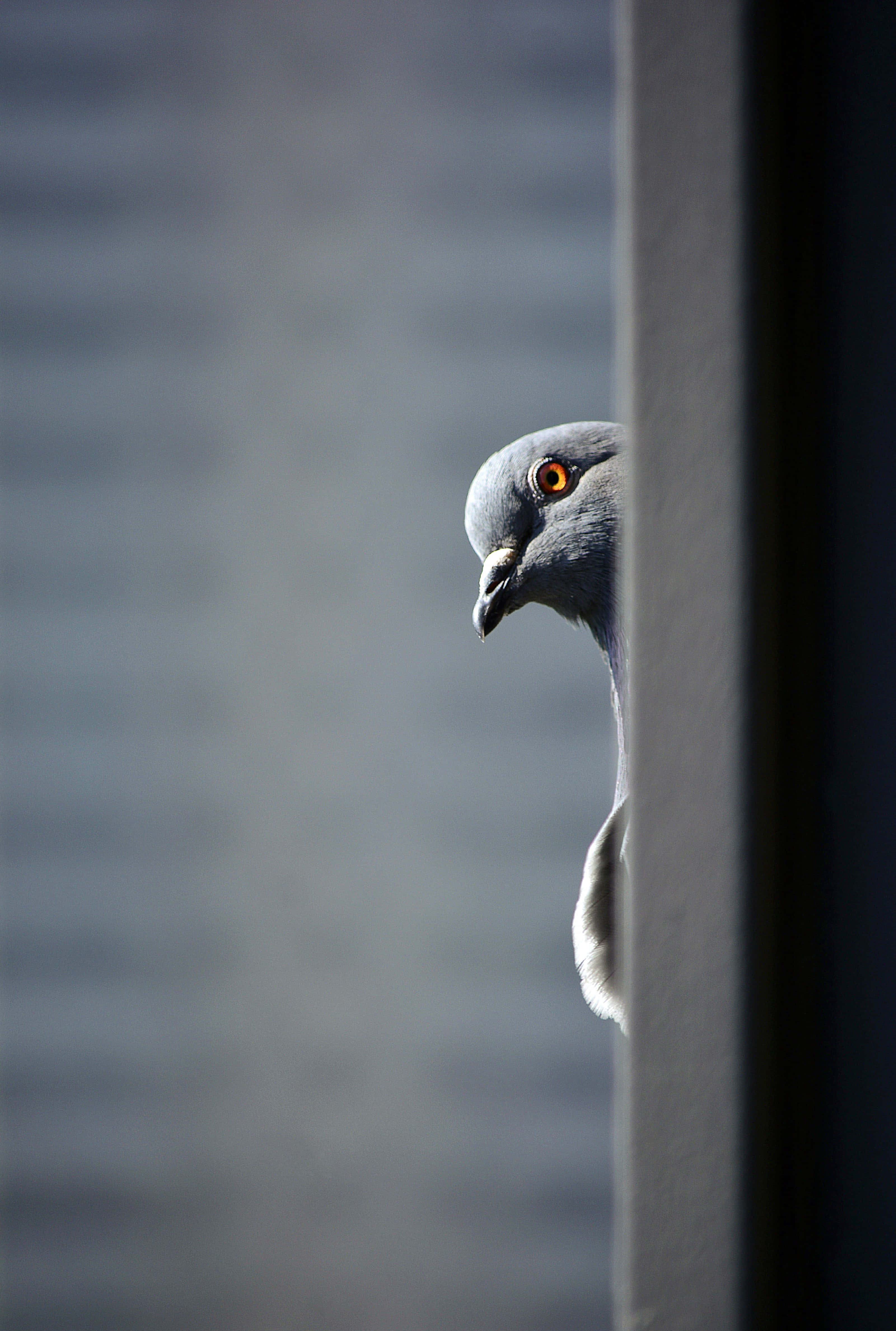 壁から顔をのぞかせる灰色の鳩 壁紙