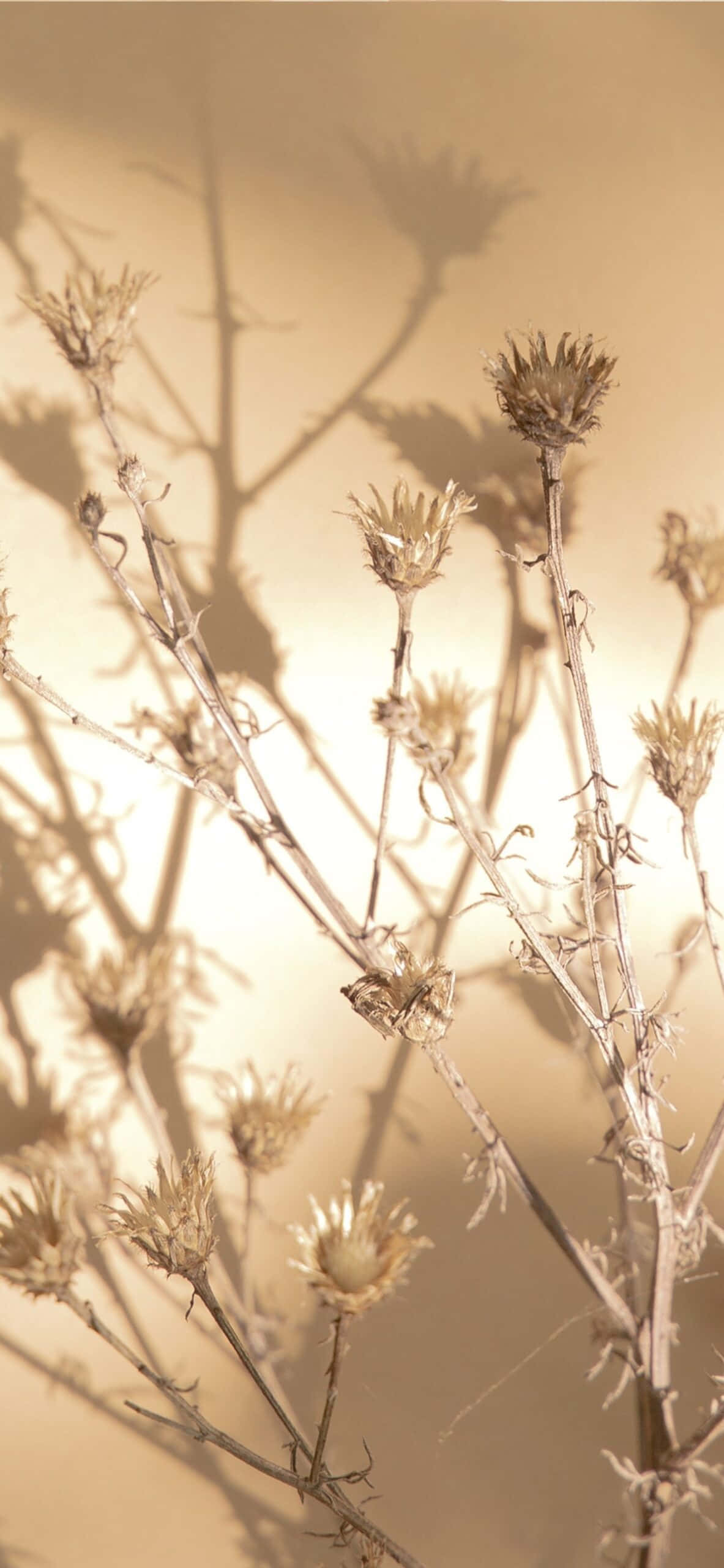 壁に映る植物の影 壁紙