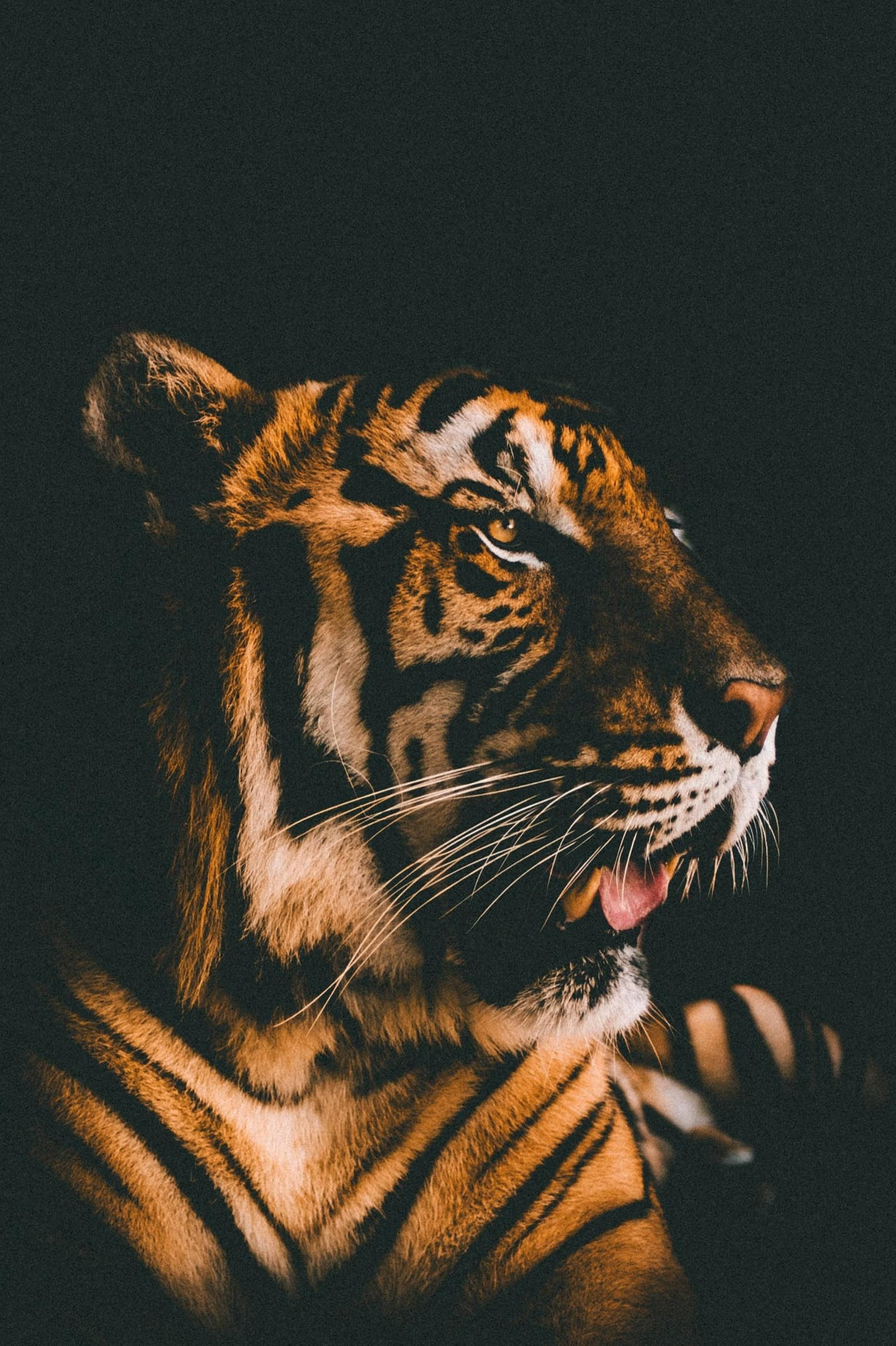 壮大なハリマウ フィルムフィルター 壁紙