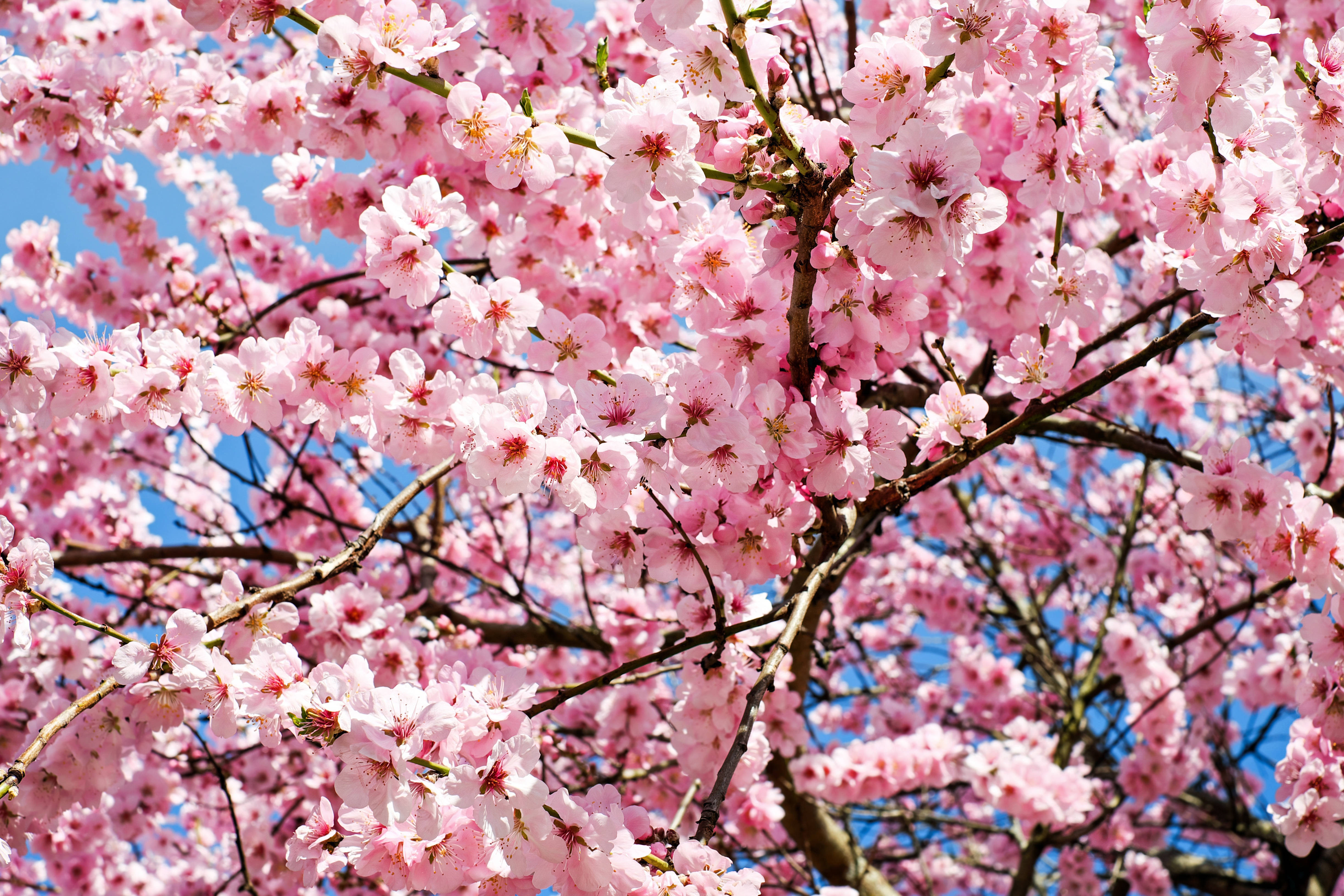 壮大な桜が放つピンクの輝き 壁紙