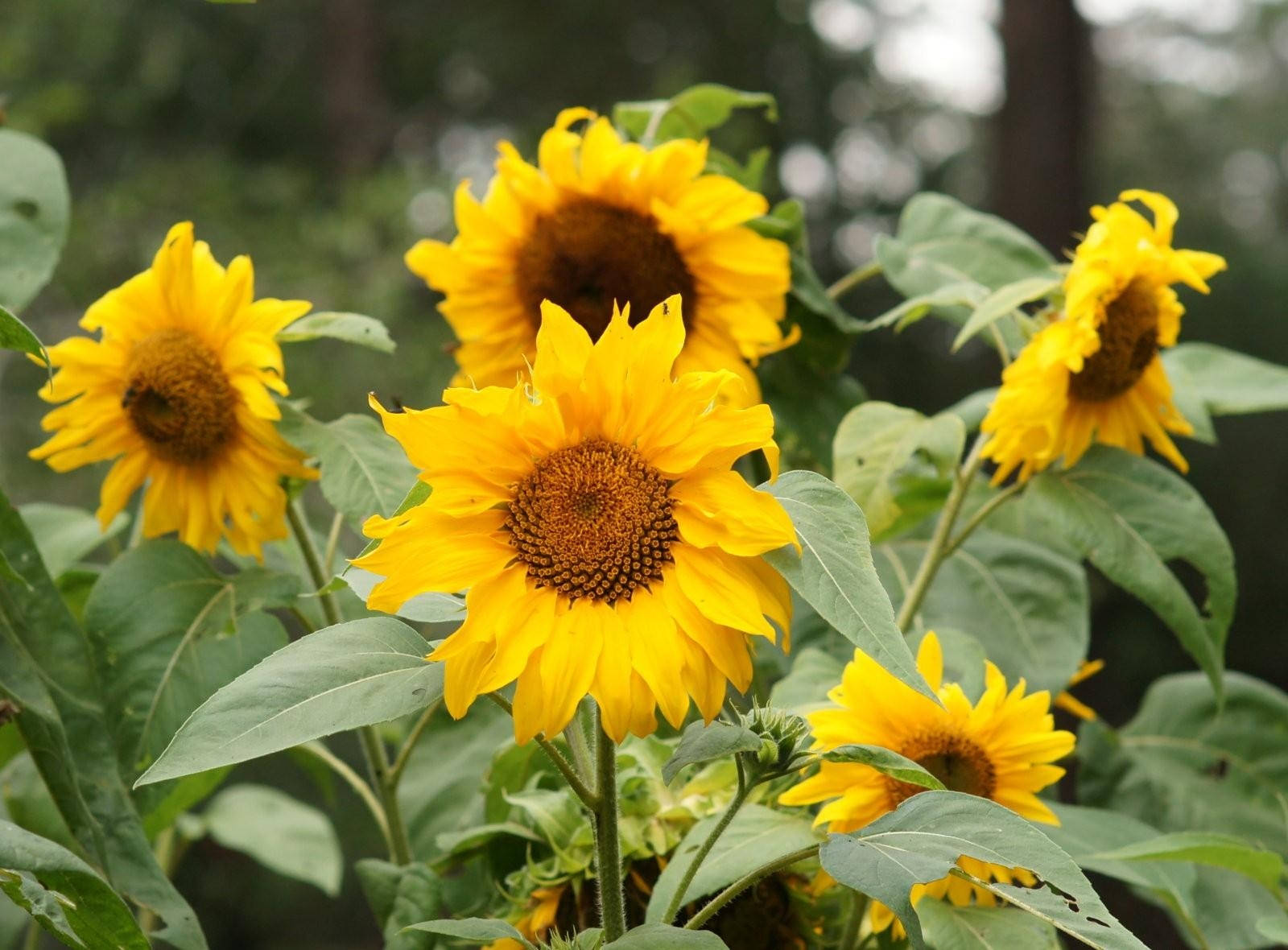 庭で明るい黄色の花びらを持つひまわり。