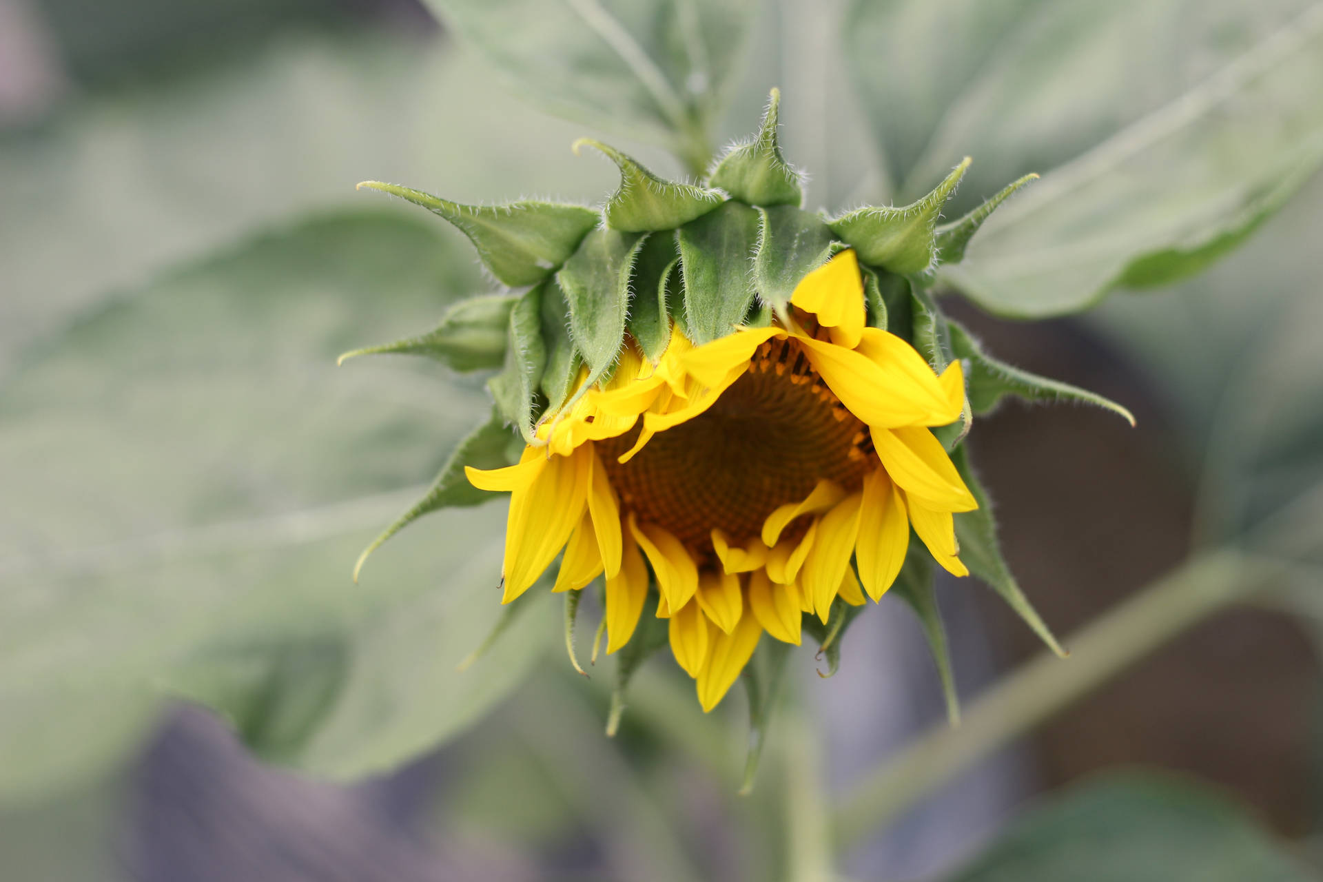 花びらがまっすぐになり始めている、開花中のひまわり。