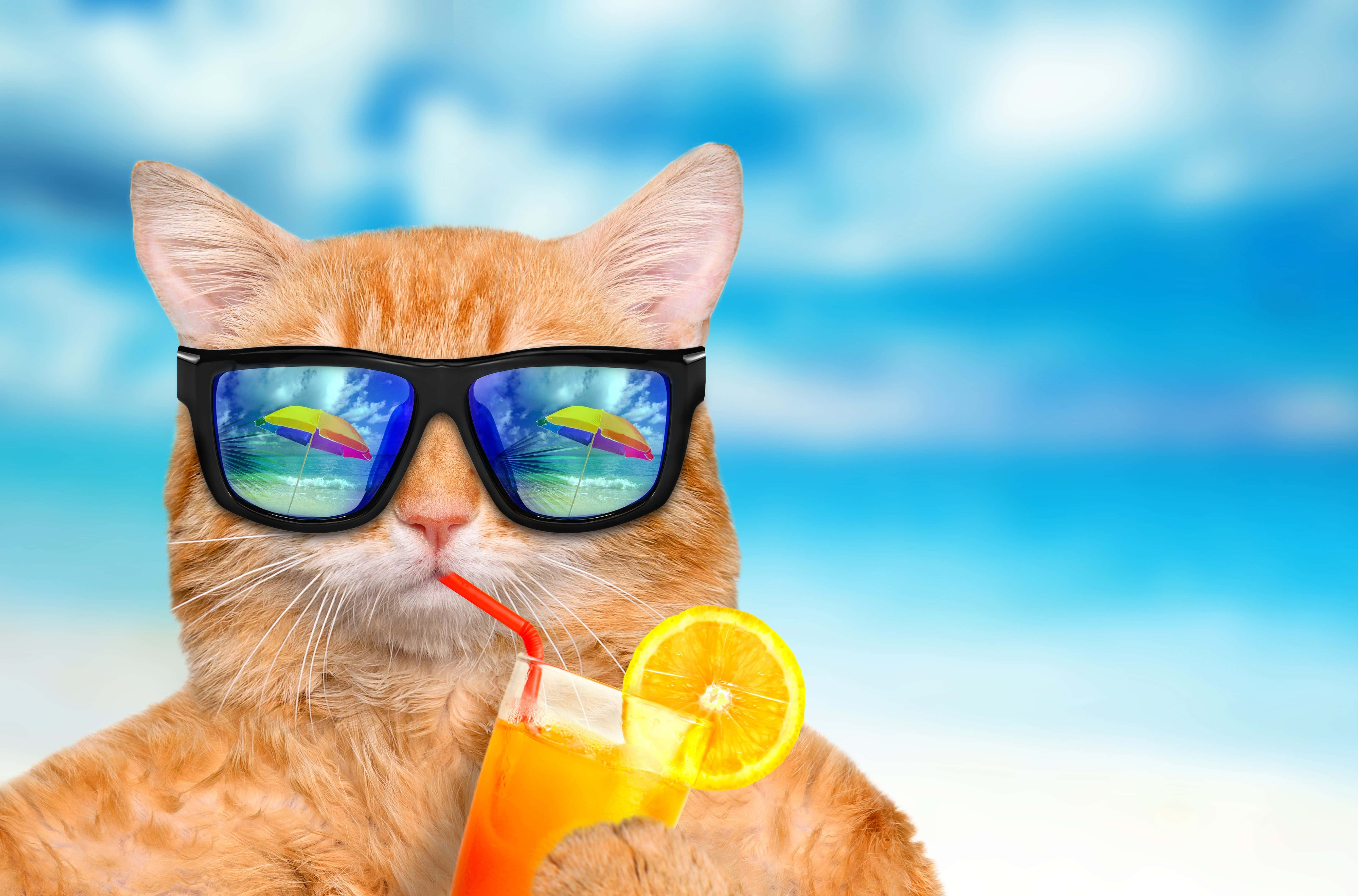 夏の楽しみ 猫とドリンク 壁紙