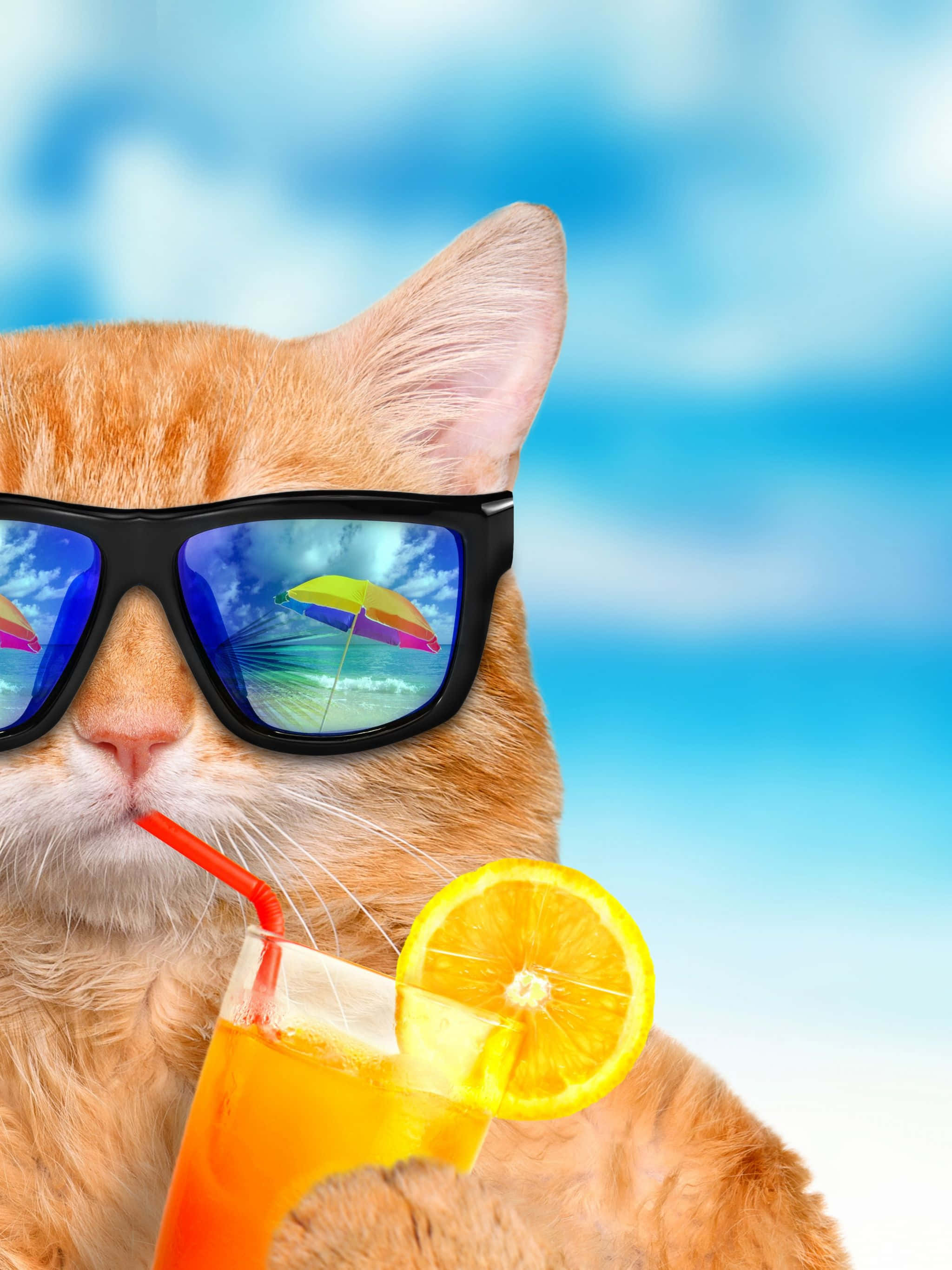 夏の楽しみクールな猫 壁紙