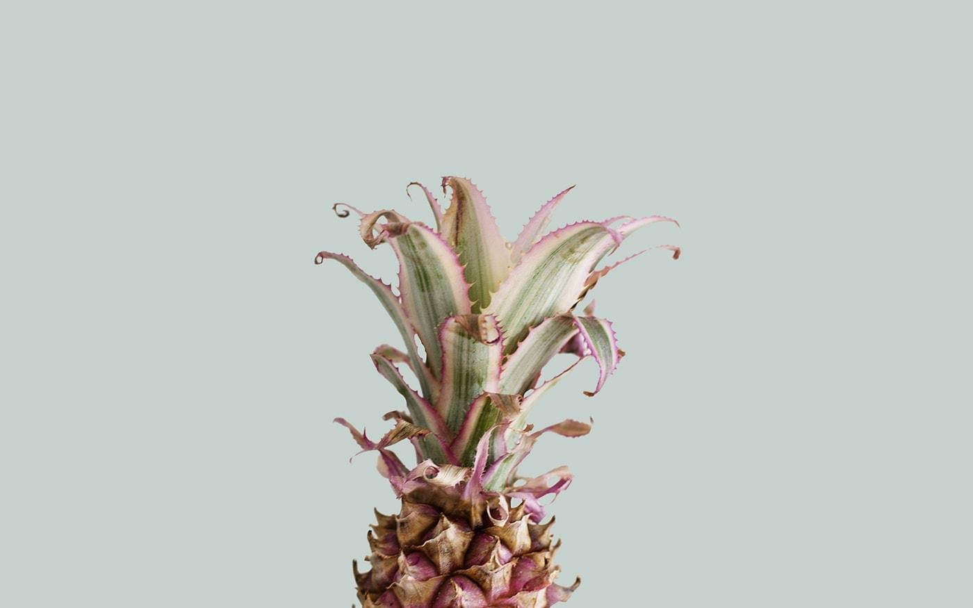 夏の美学 ピンクパイナップル 壁紙