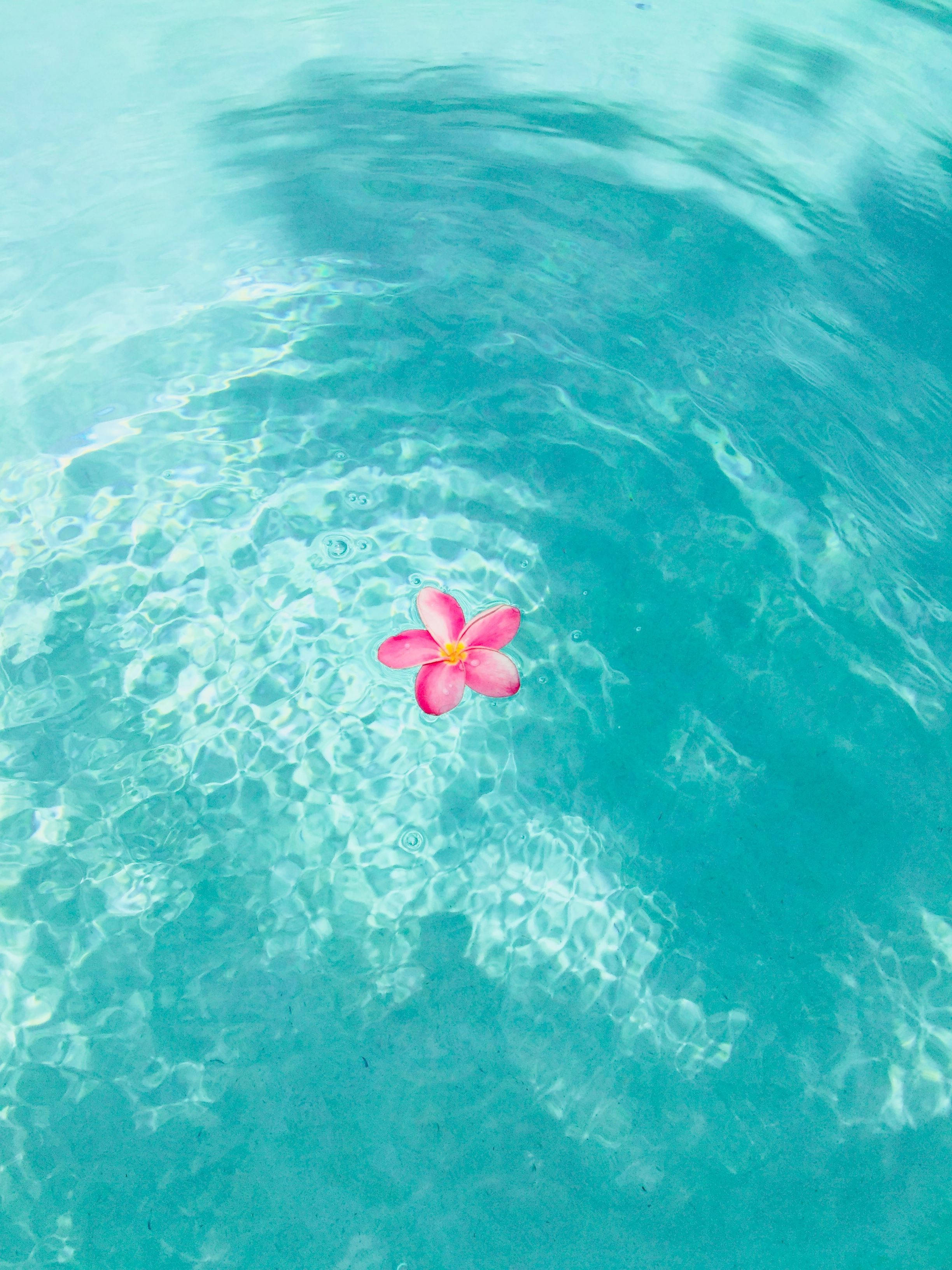 夏の電話 プールに浮かぶピンクの花 壁紙