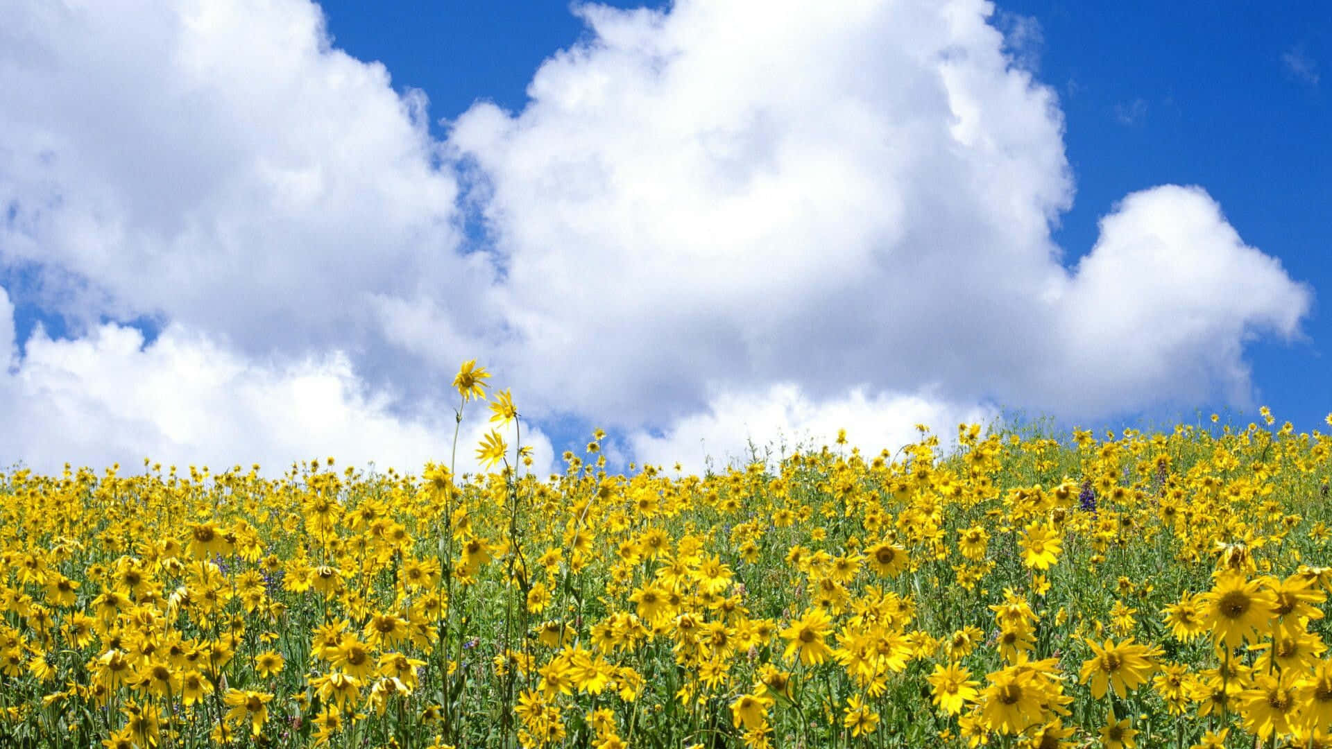 夏の黄色い野花の風景写真 壁紙