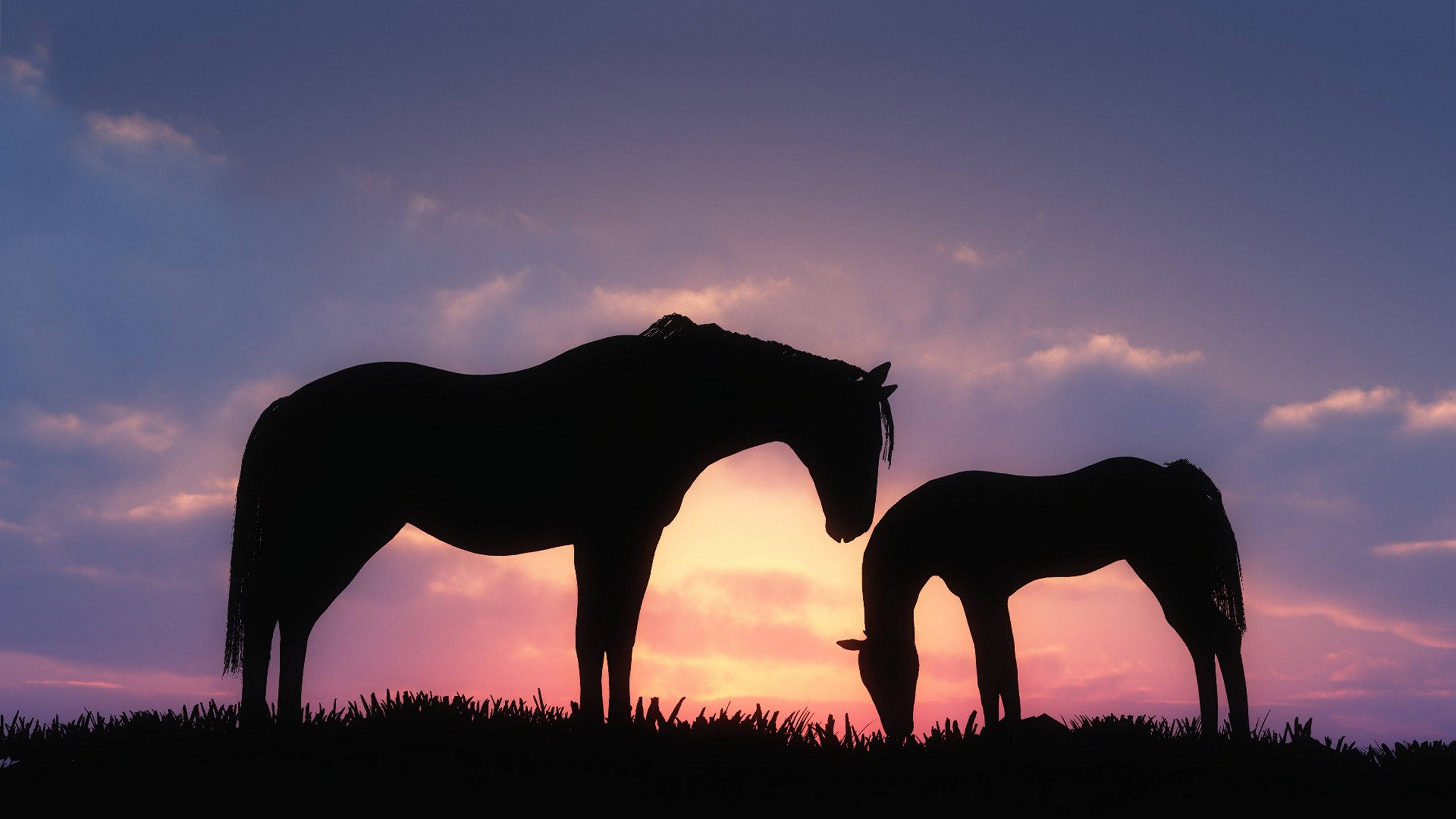 夕日に映えるかわいい馬のシルエット 壁紙